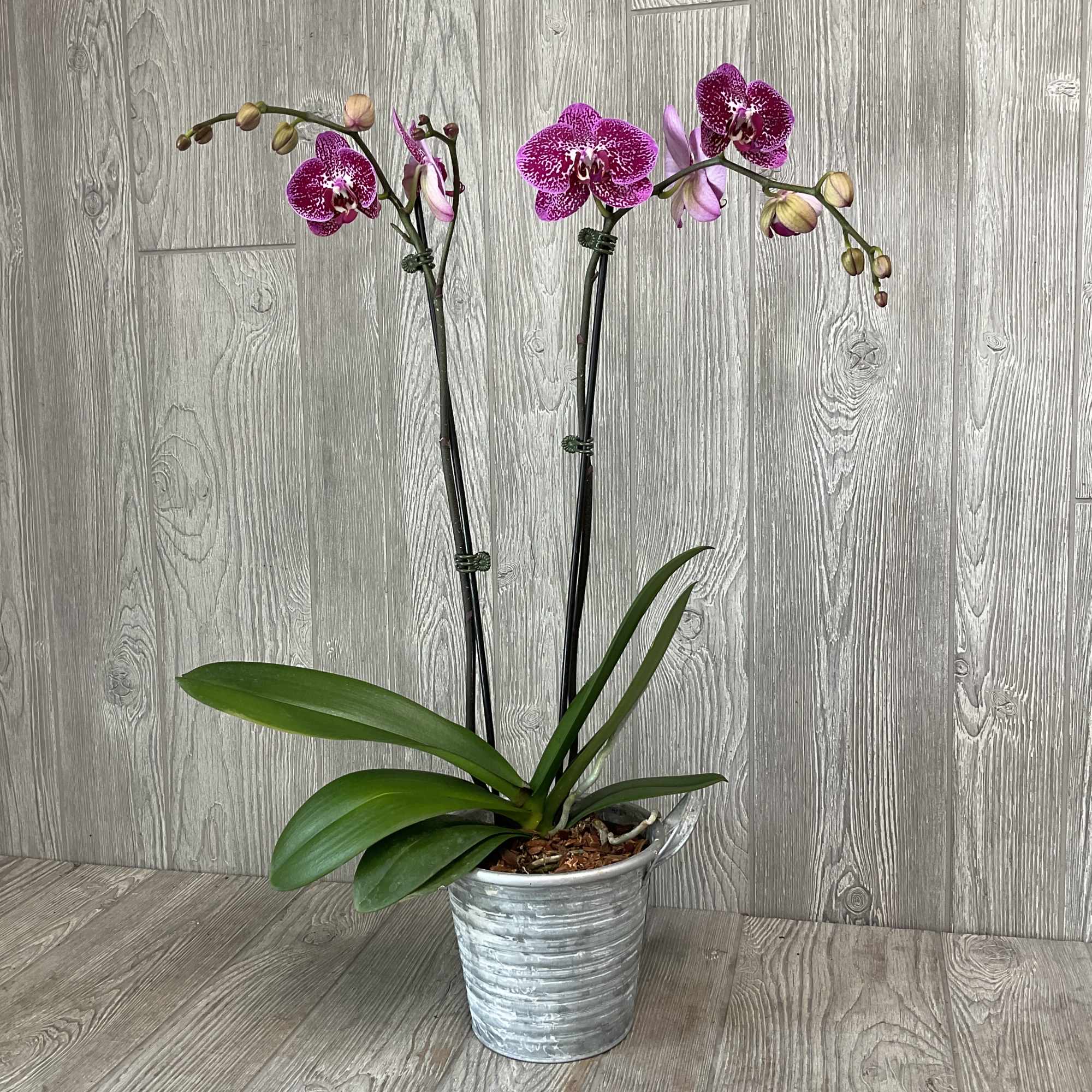 One Phalaenopsis Orchid in a decorative container with curly willow and a