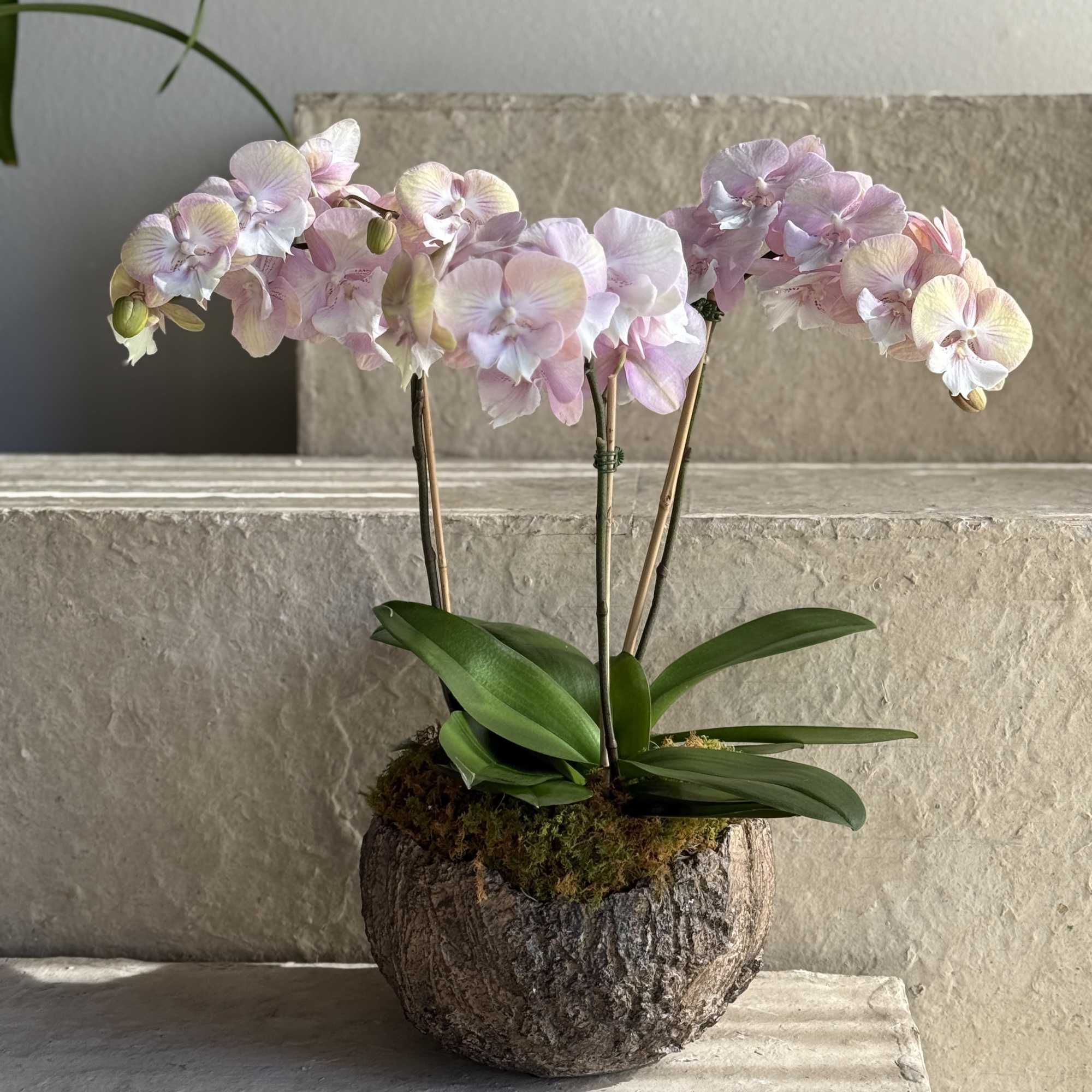 This arrangement features graceful, arching stems of soft pink orchids nestled in