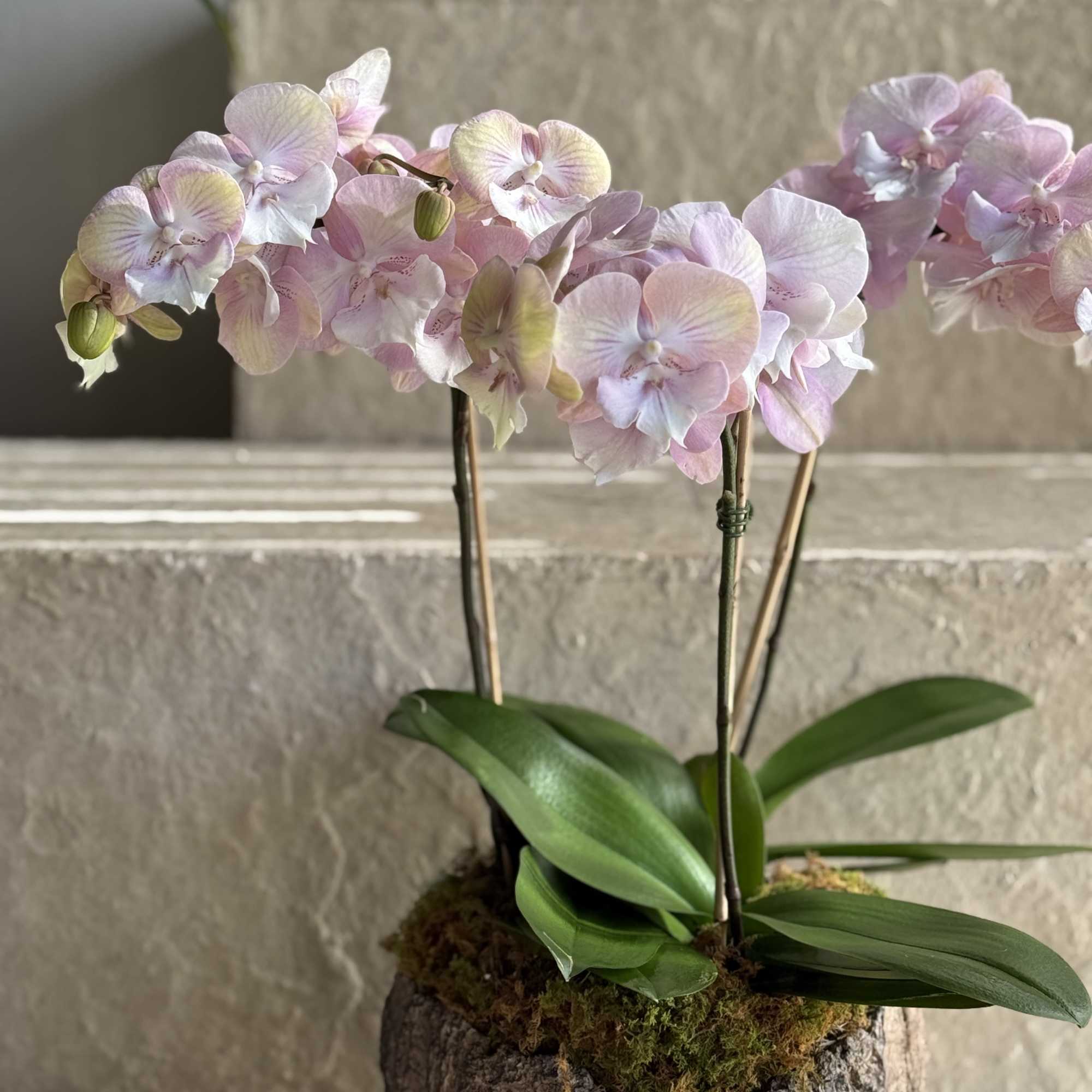 This arrangement features graceful, arching stems of soft pink orchids nestled in