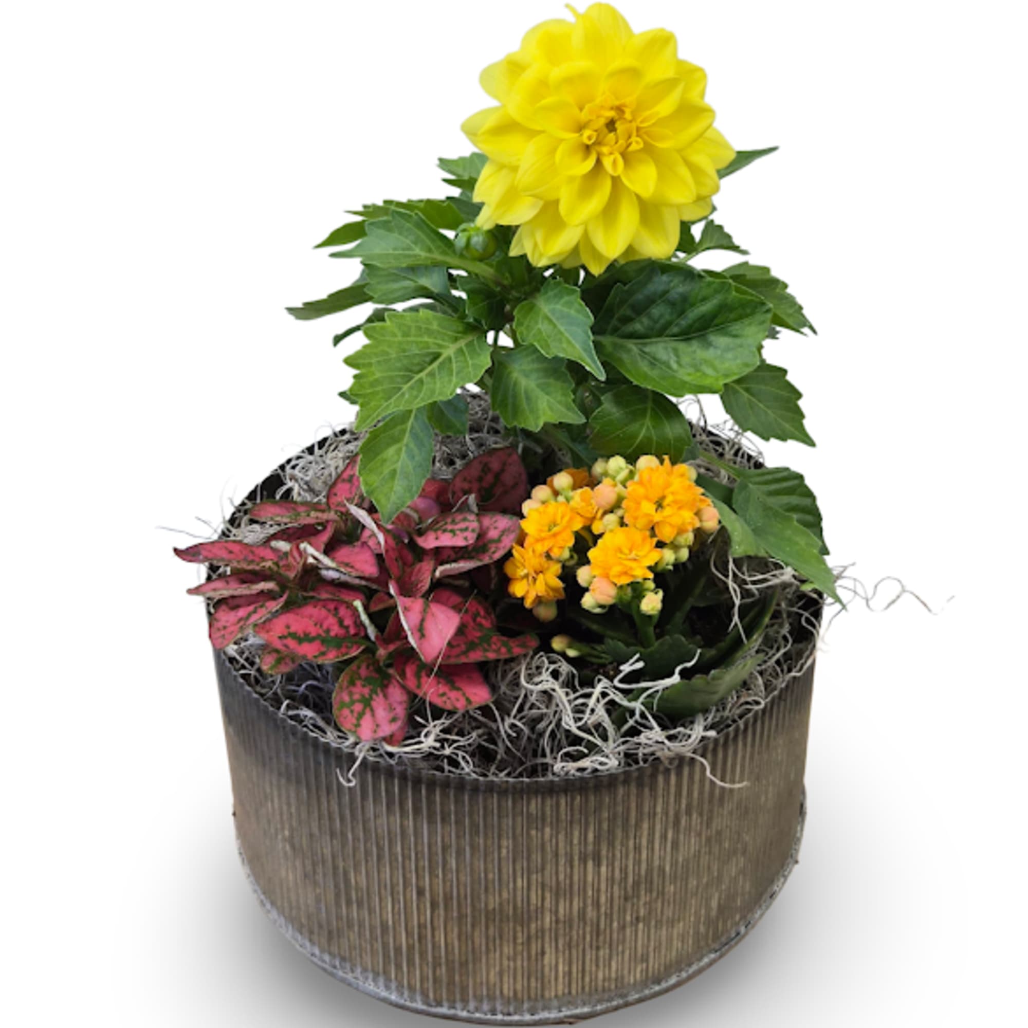 This cheerful mixed garden features a bright combination of blooming and green