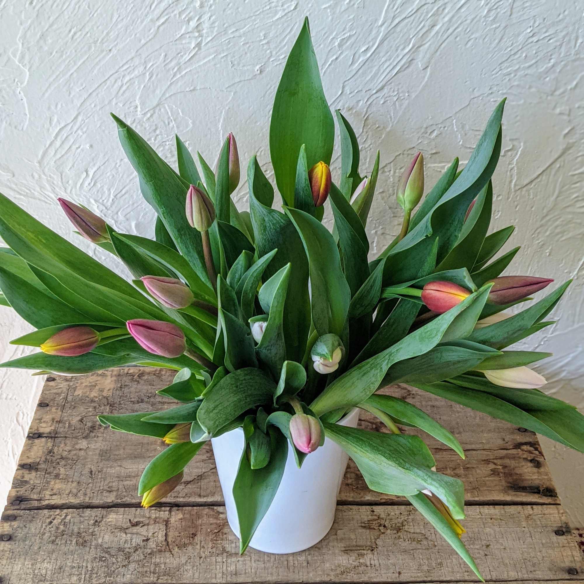 Tulip buds arranged in a white pot