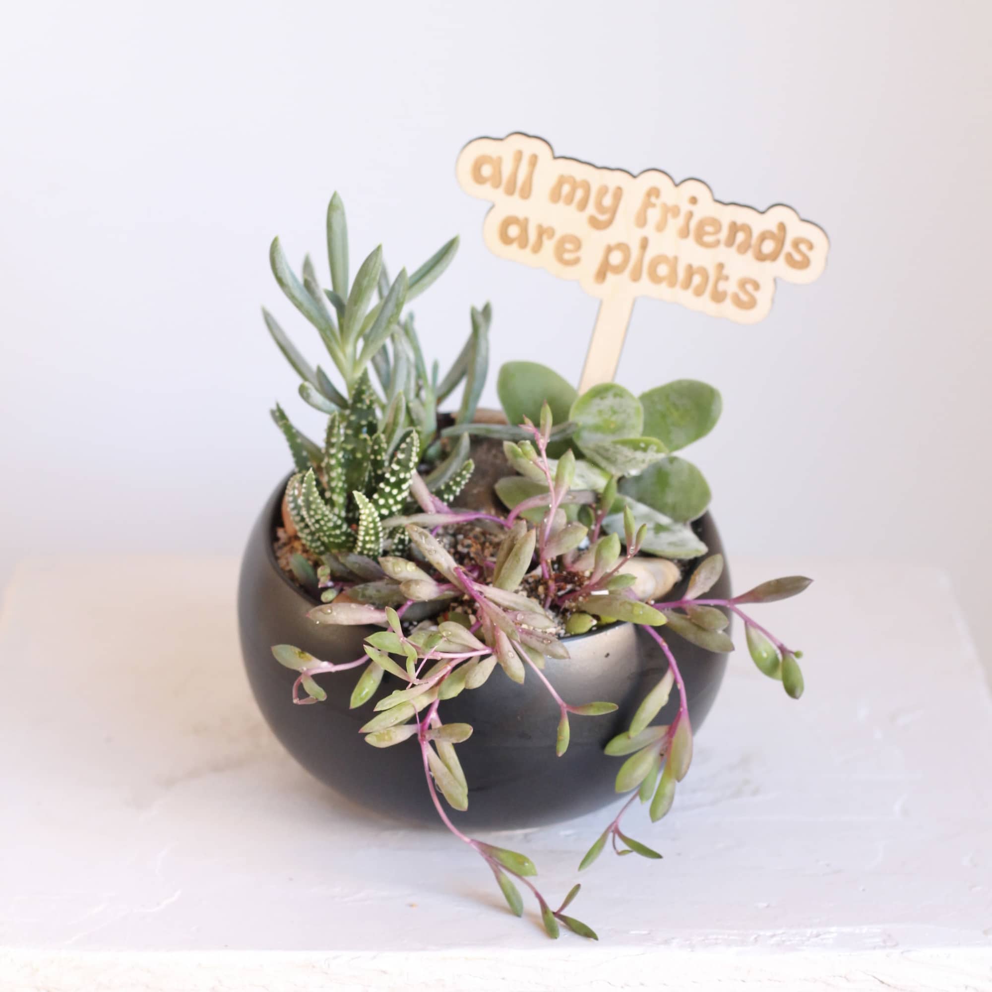 Transform your space with our beautifully curated succulent gardens. 
Our standard succulent
