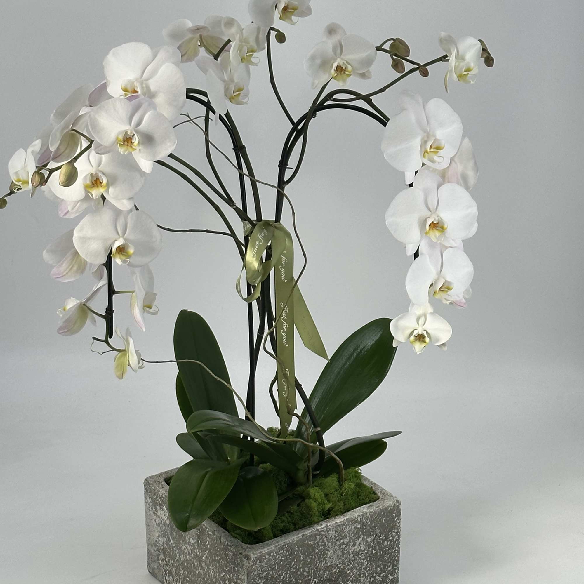 Send this gorgeous Orchids plant to show your recipient that  thinking