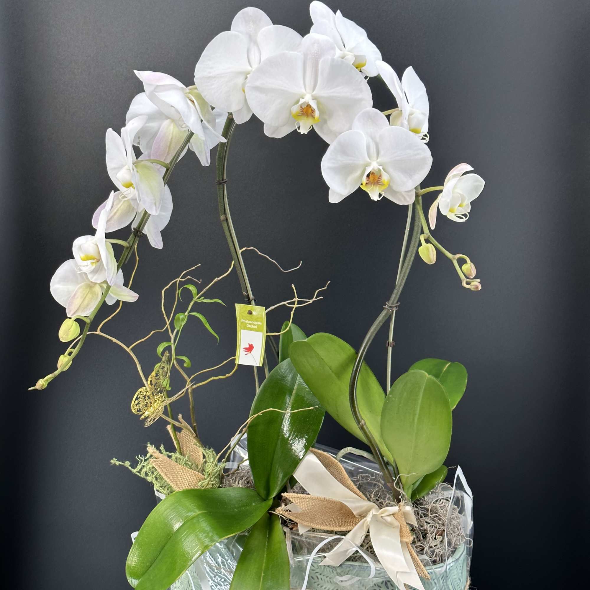 Send this gorgeous Orchids plant to show your recipient that  thinking