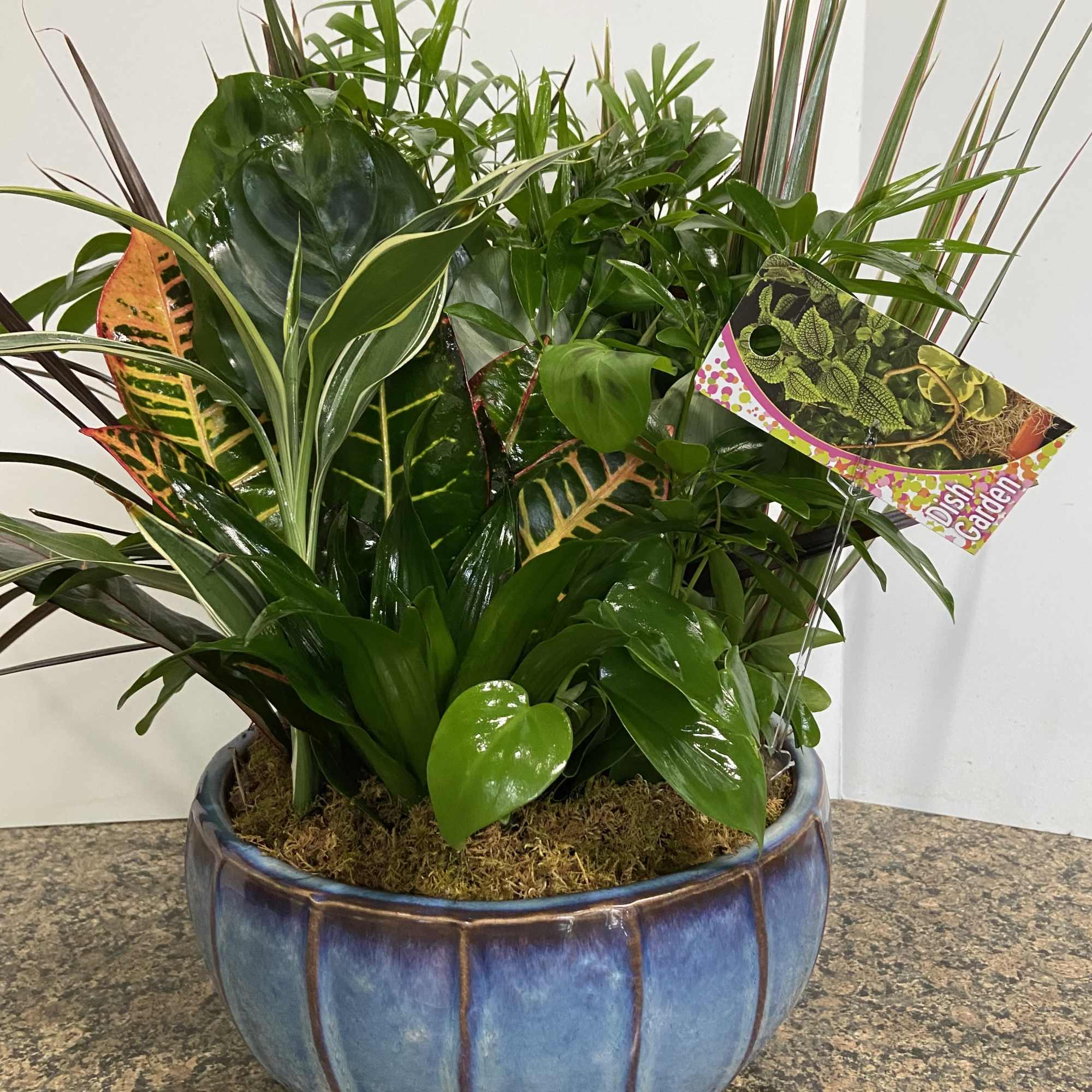 A variety of live plants in a ceramic container. Plants and base