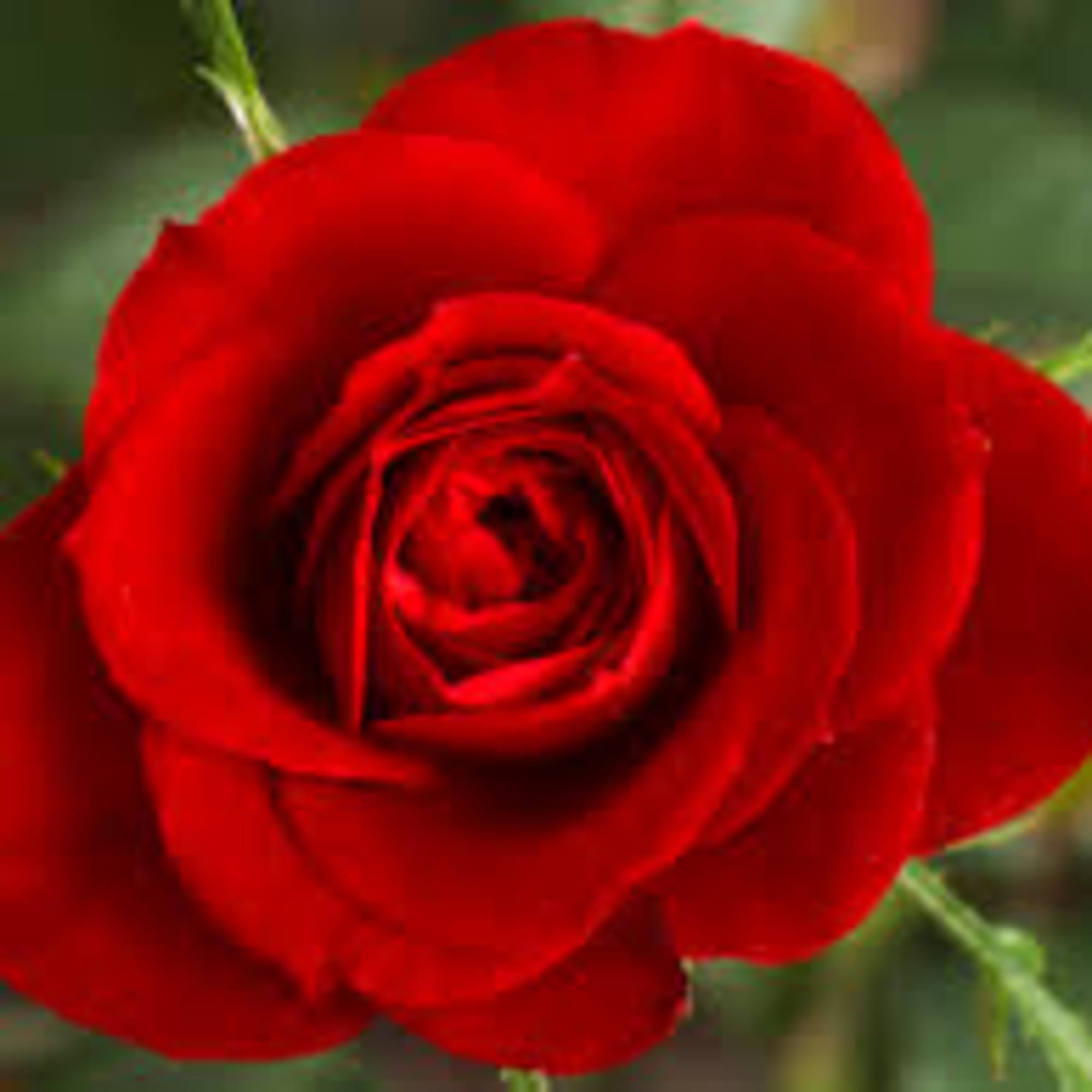 Designer&rsquo;s Choice of fresh seasonal blooms elegantly designed.

Due to the current situation