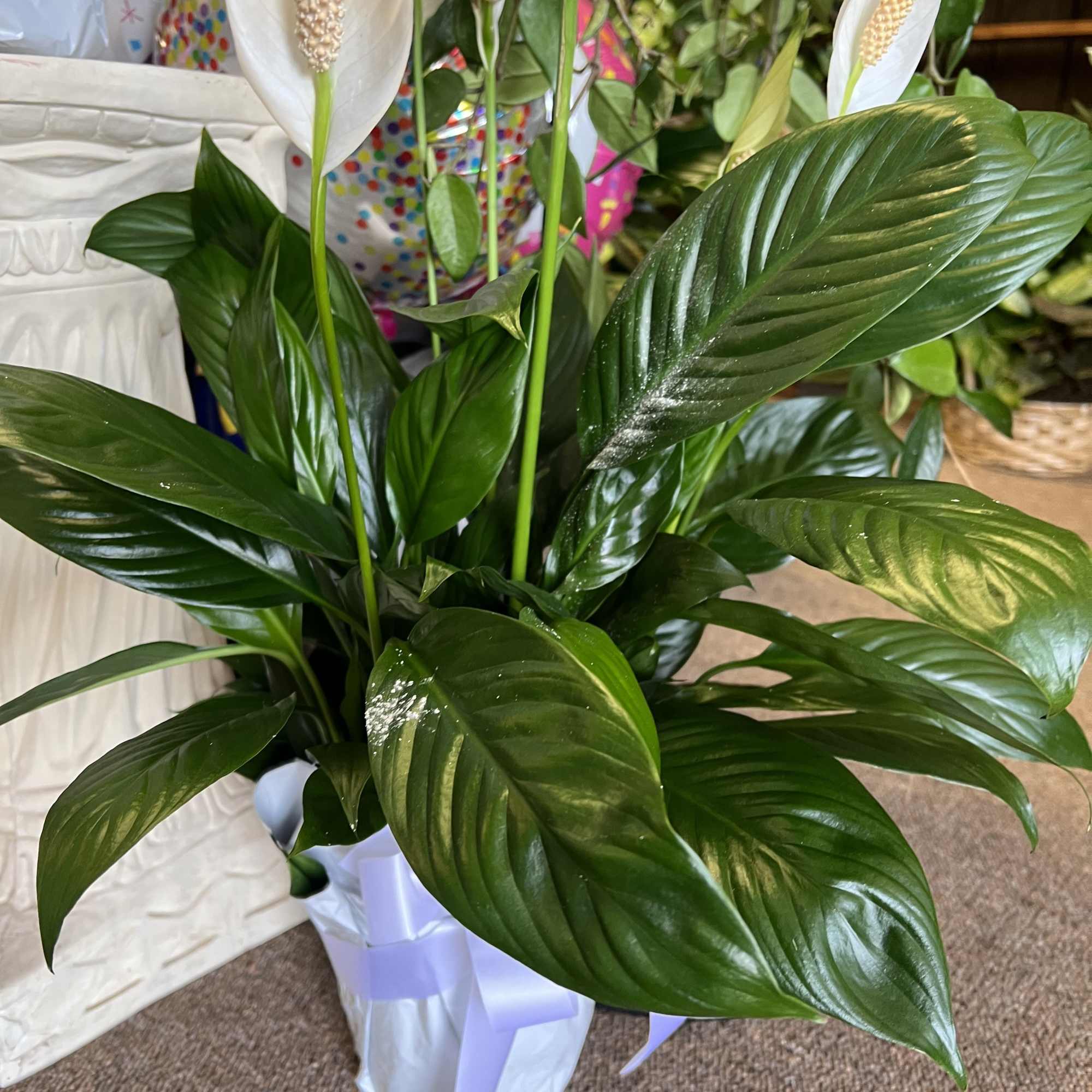 Standard:  6" pot
Deluxe:      8" pot
Premium: 