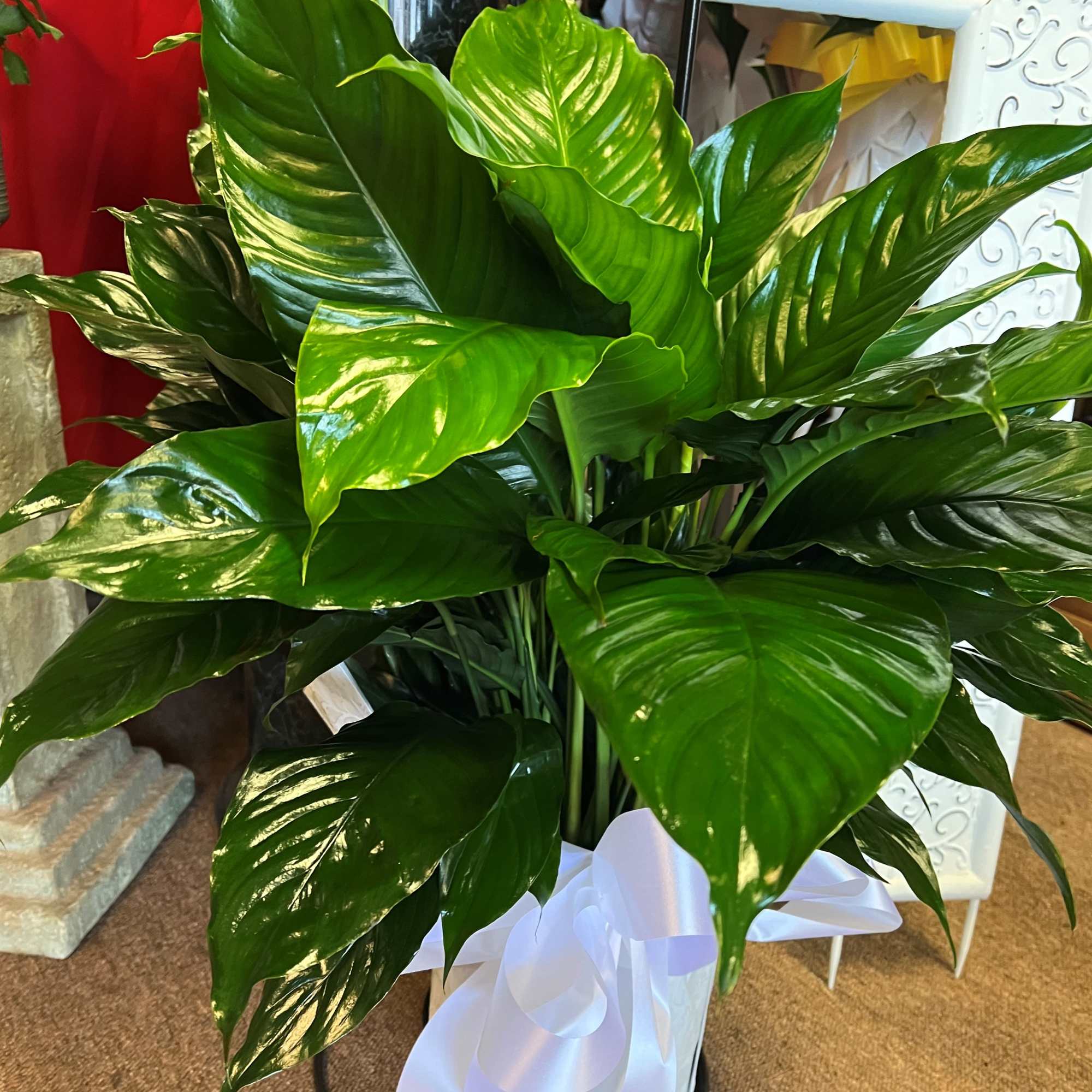 Standard:  6" pot
Deluxe:      8" pot
Premium: 