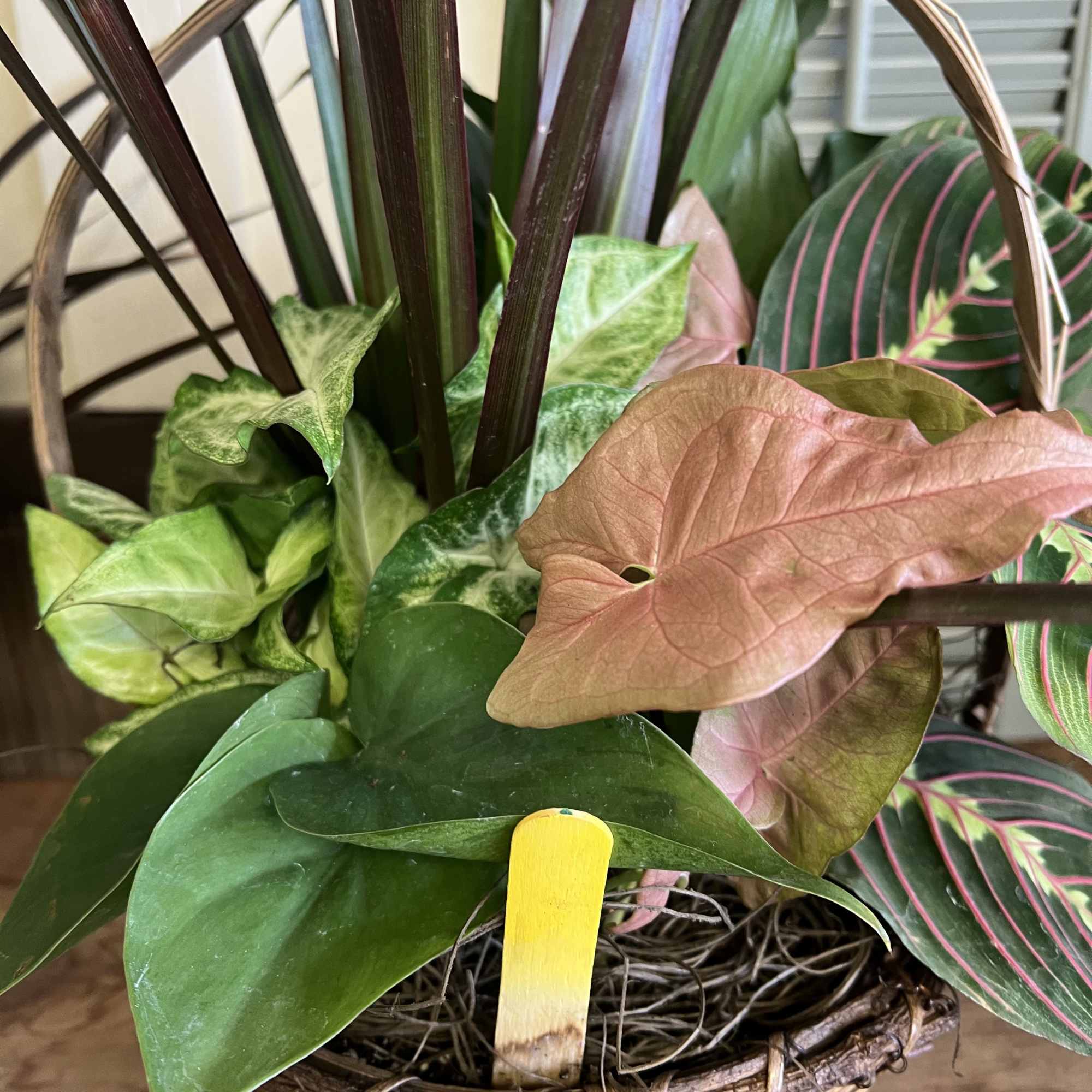Various green plants in a wicker basket or container
8" - $60.00
10" -