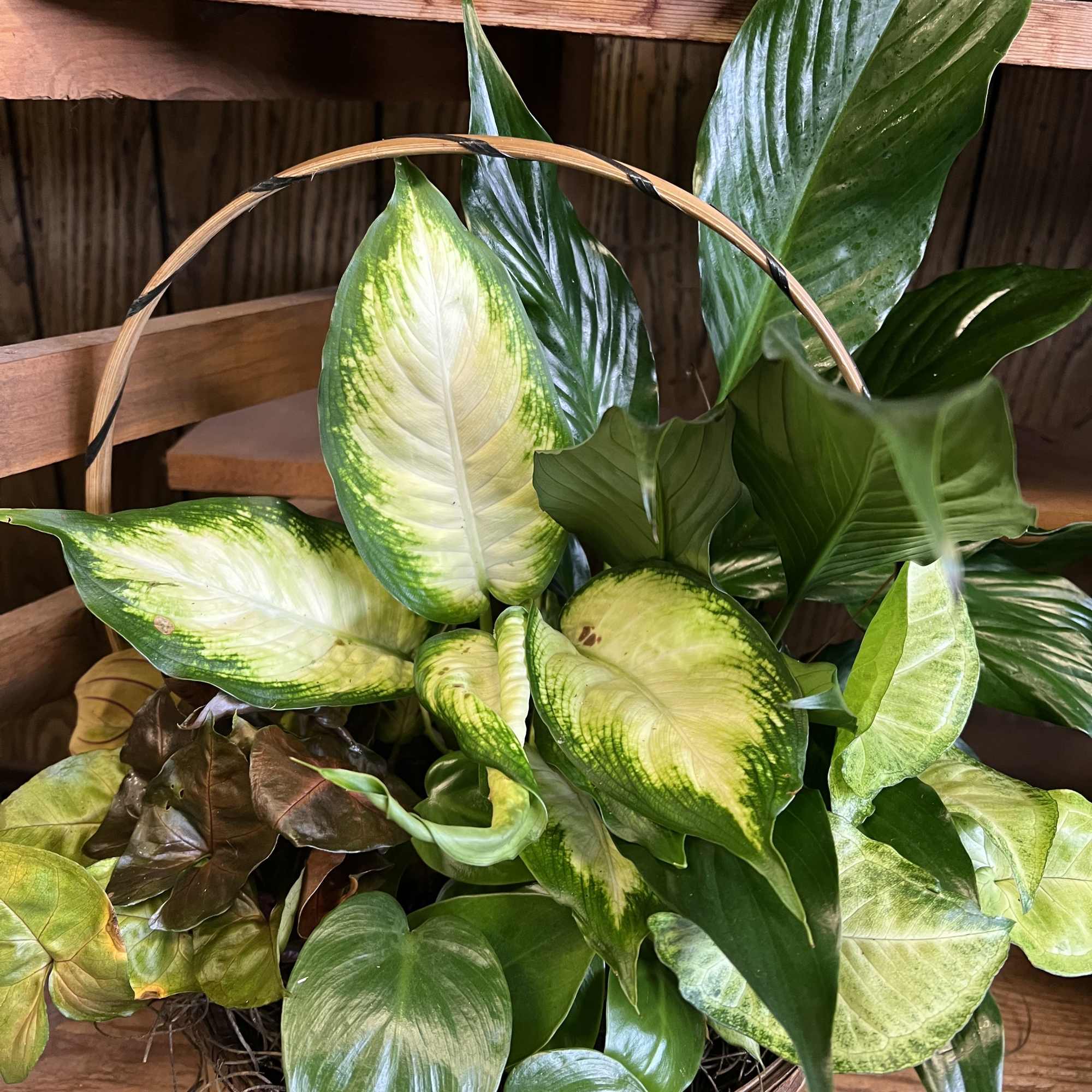 Assorted green and variegated foliage plants arranged in a handled woven basket