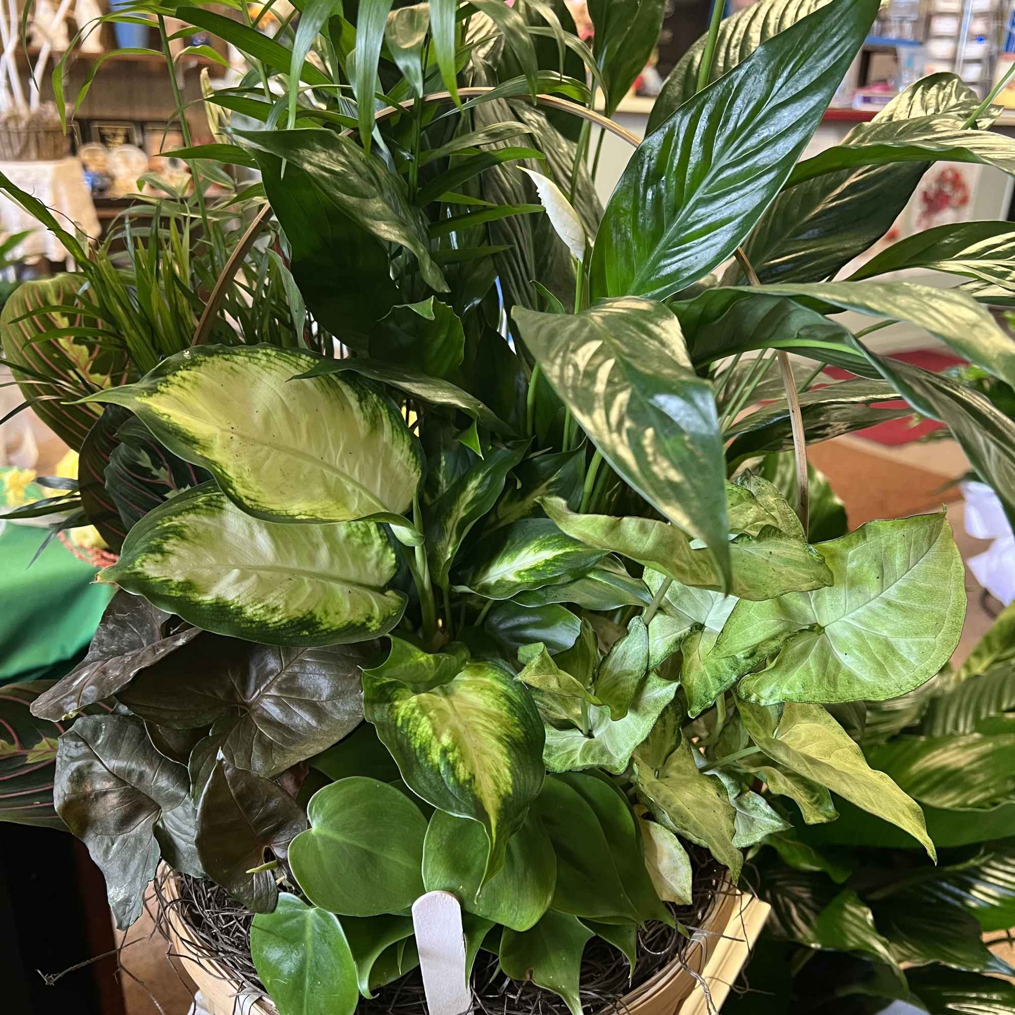 Various green plants in a wicker basket or container
8" - $60.00
10" -