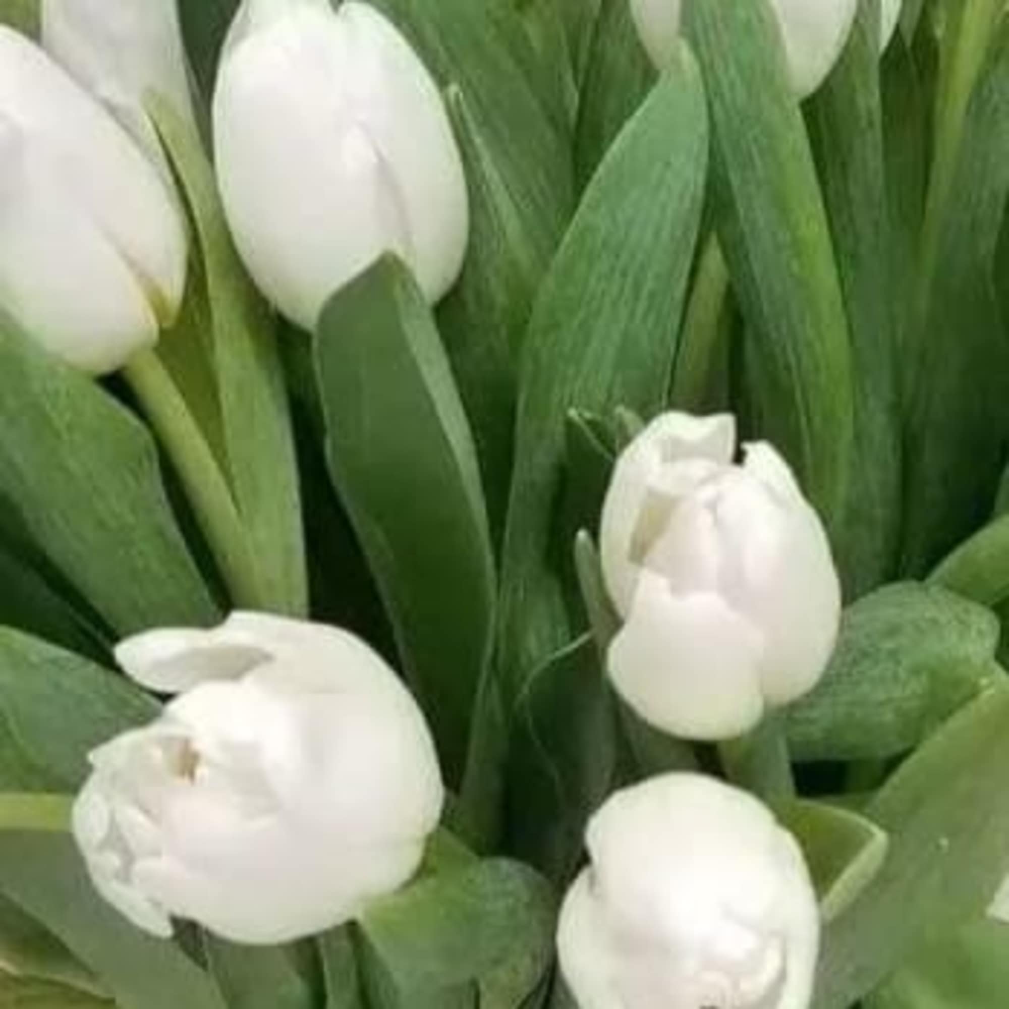 An elegant vase, wrapped with whimsical curly willow, holds 40 decadent white