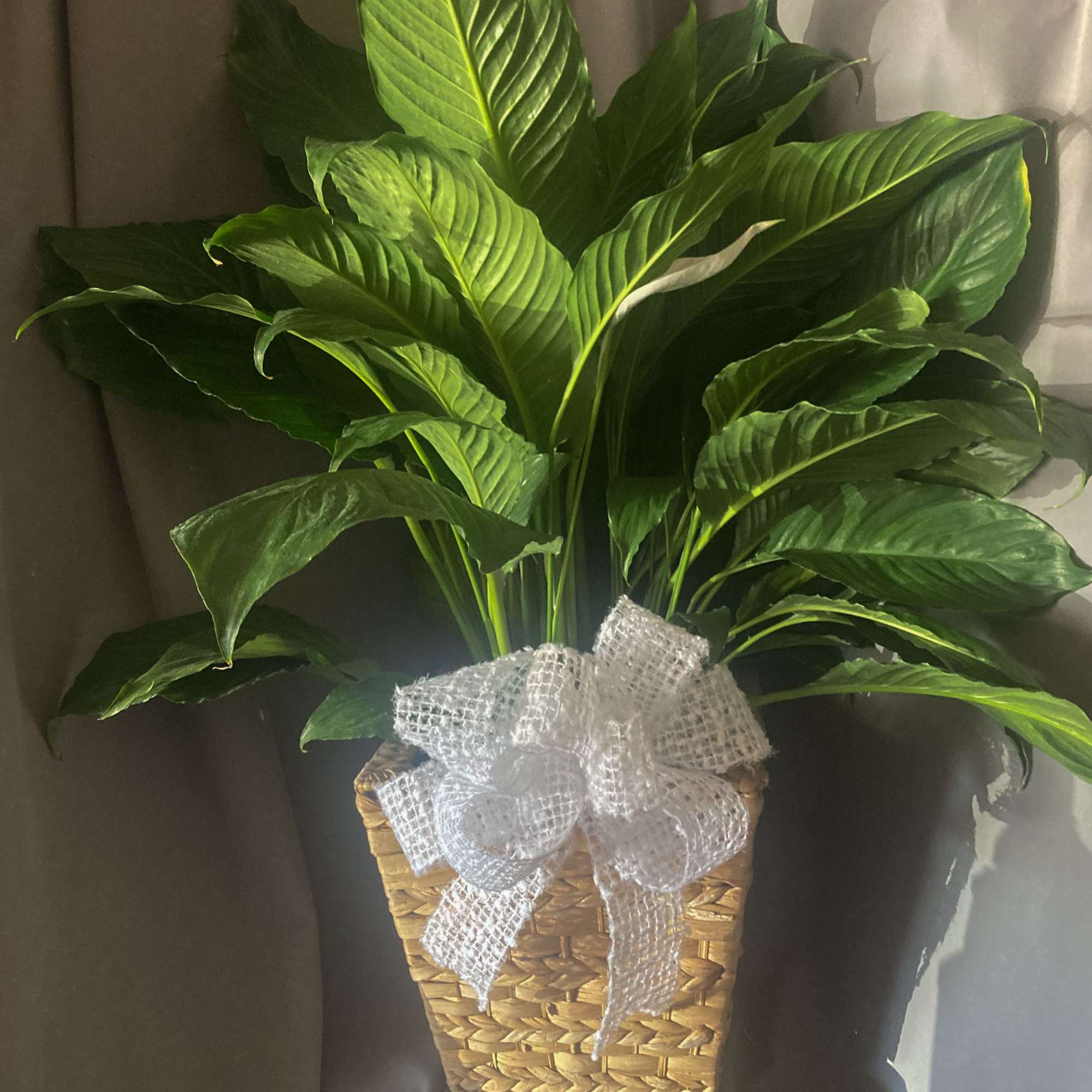 A SINGLE LARGE PEACE LILY IN A CUSTOM CONTAINER OR BASKET, MOSS