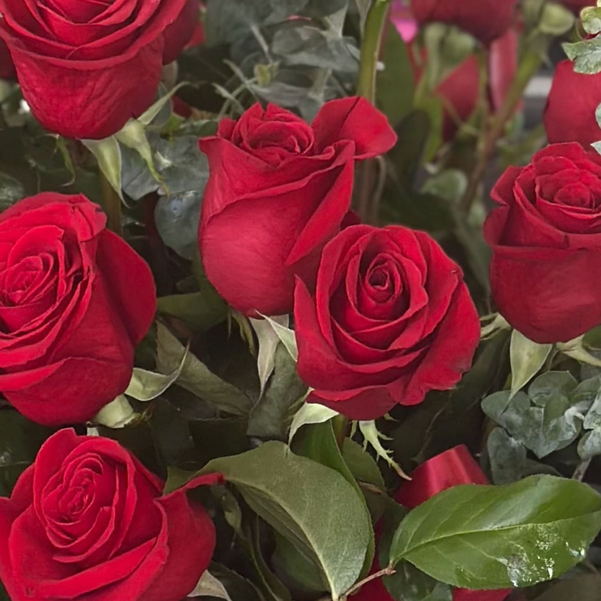A generous bouquet of 24 long-stem red roses gathered in a flared