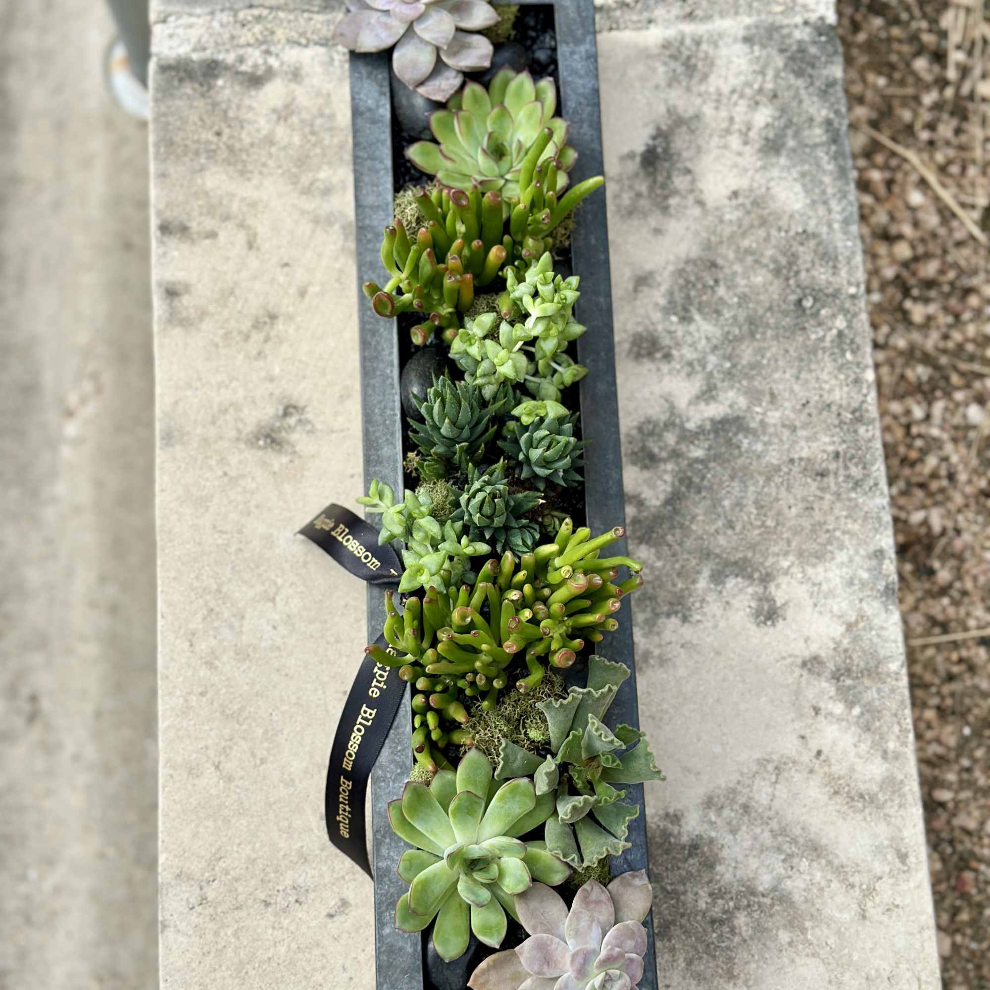 Long rectangular planter filled with assorted green succulents viewed from above