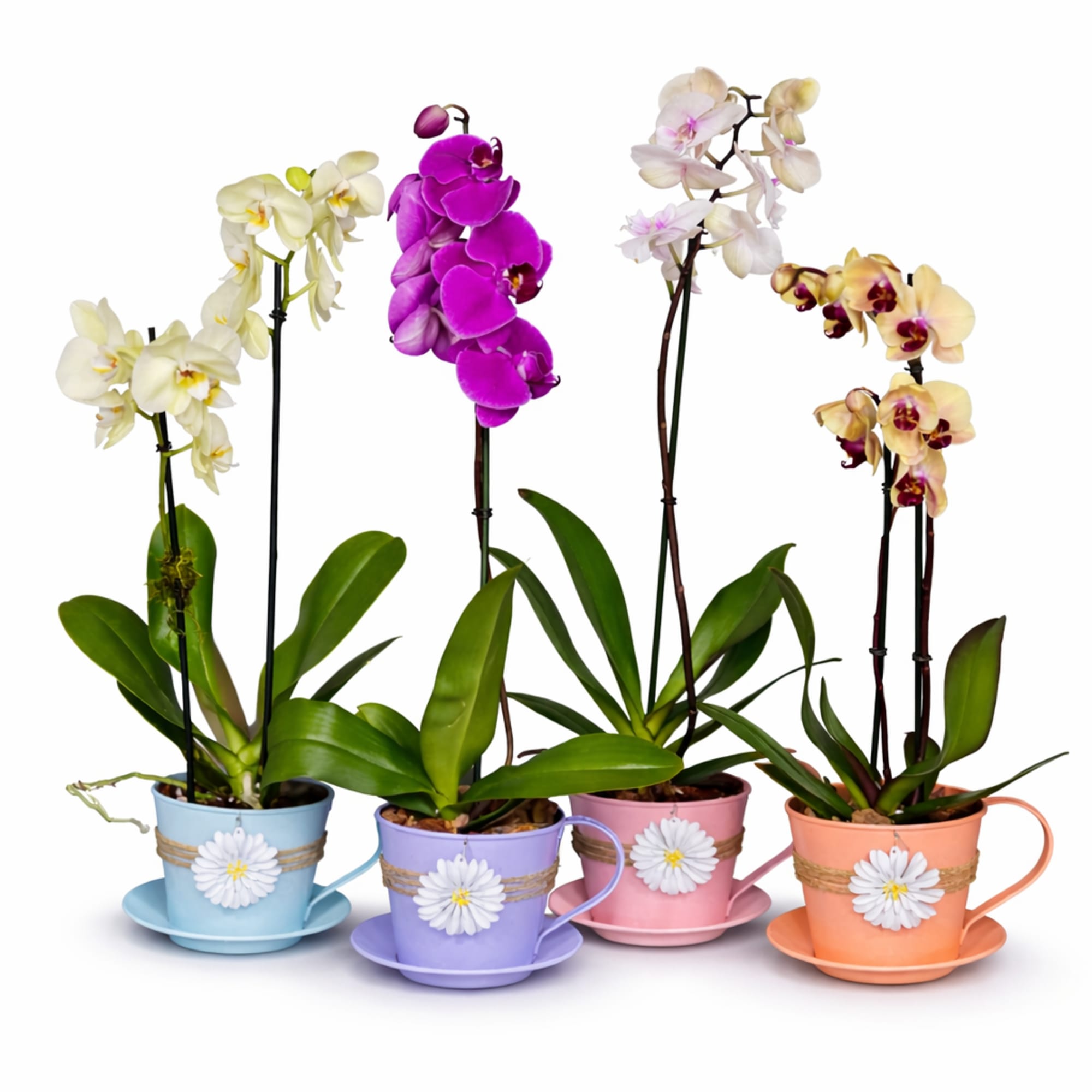 Bring a fresh touch of spring into your home with our charming