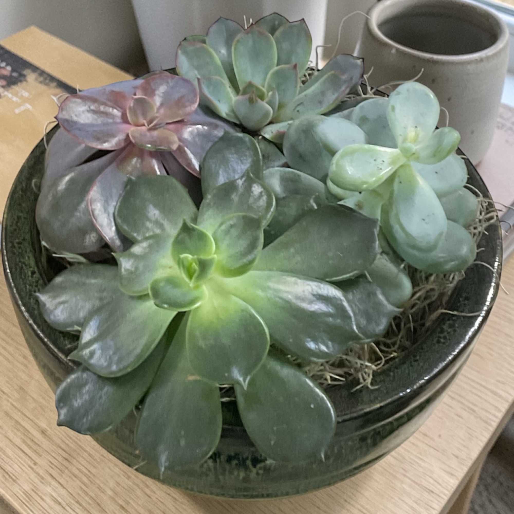 Succulent Garden Bowl brings a calm, modern touch to any space with
