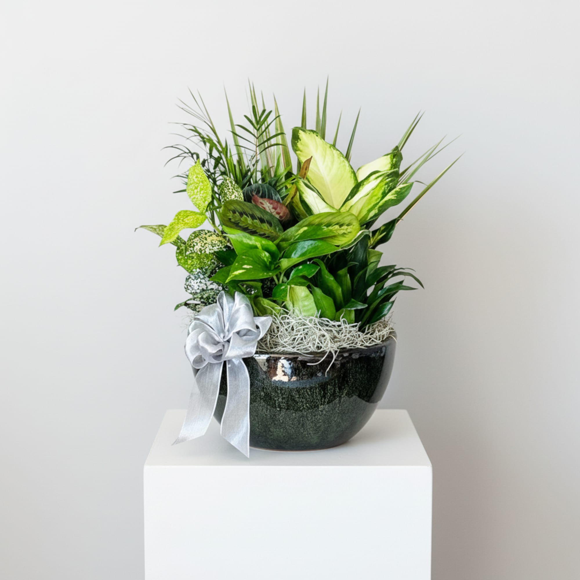 A graceful garden of lush greens in a ceramic pot, accented with