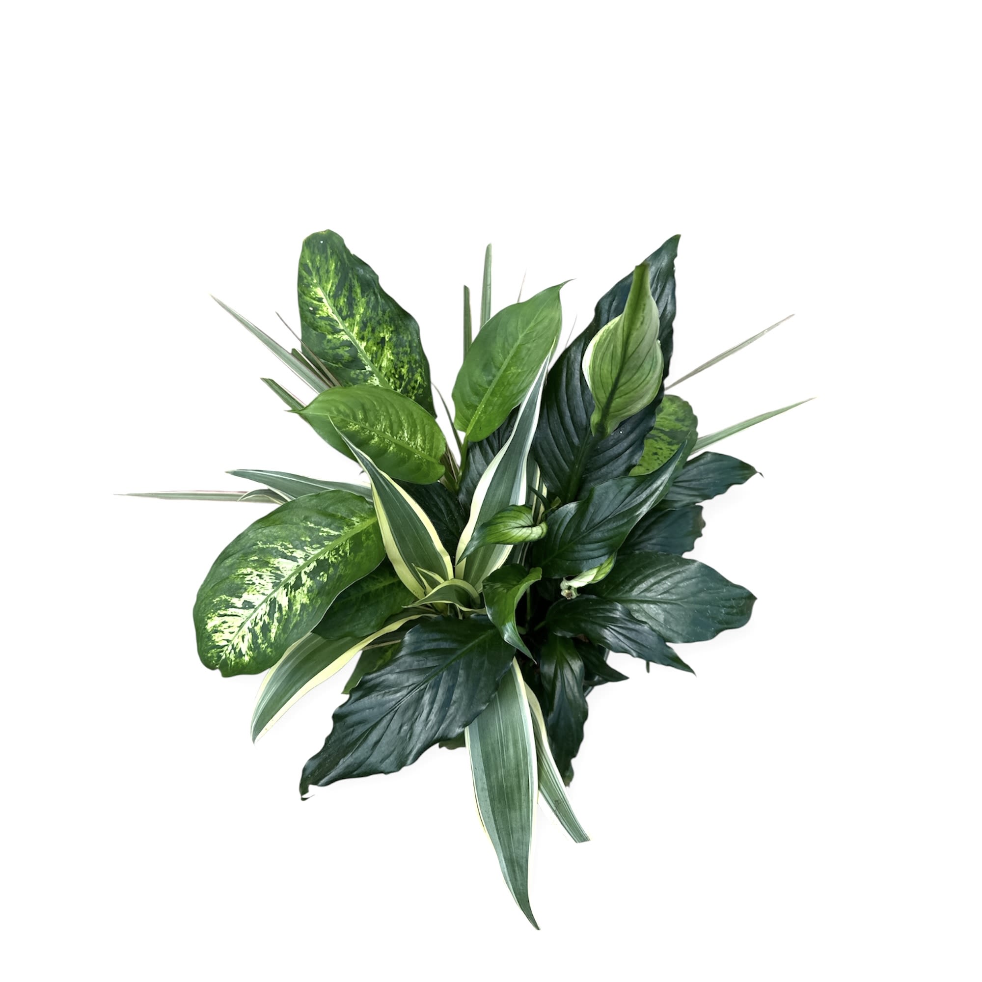 Eternal Harmony
A graceful garden of lush greens in a ceramic pot, accented