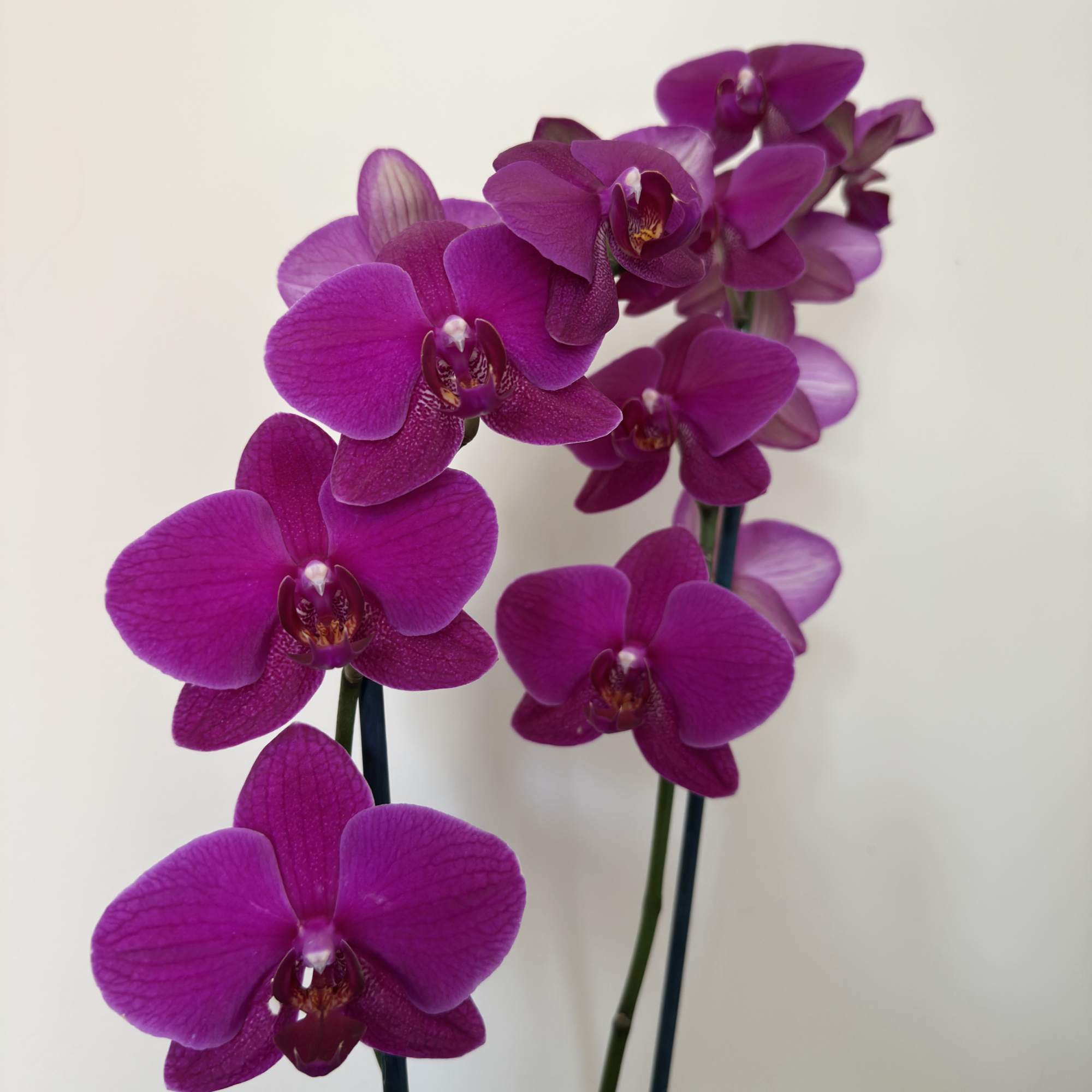 Striking purple Phalaenopsis orchids arch with sculptural grace-an elegant potted orchid plant