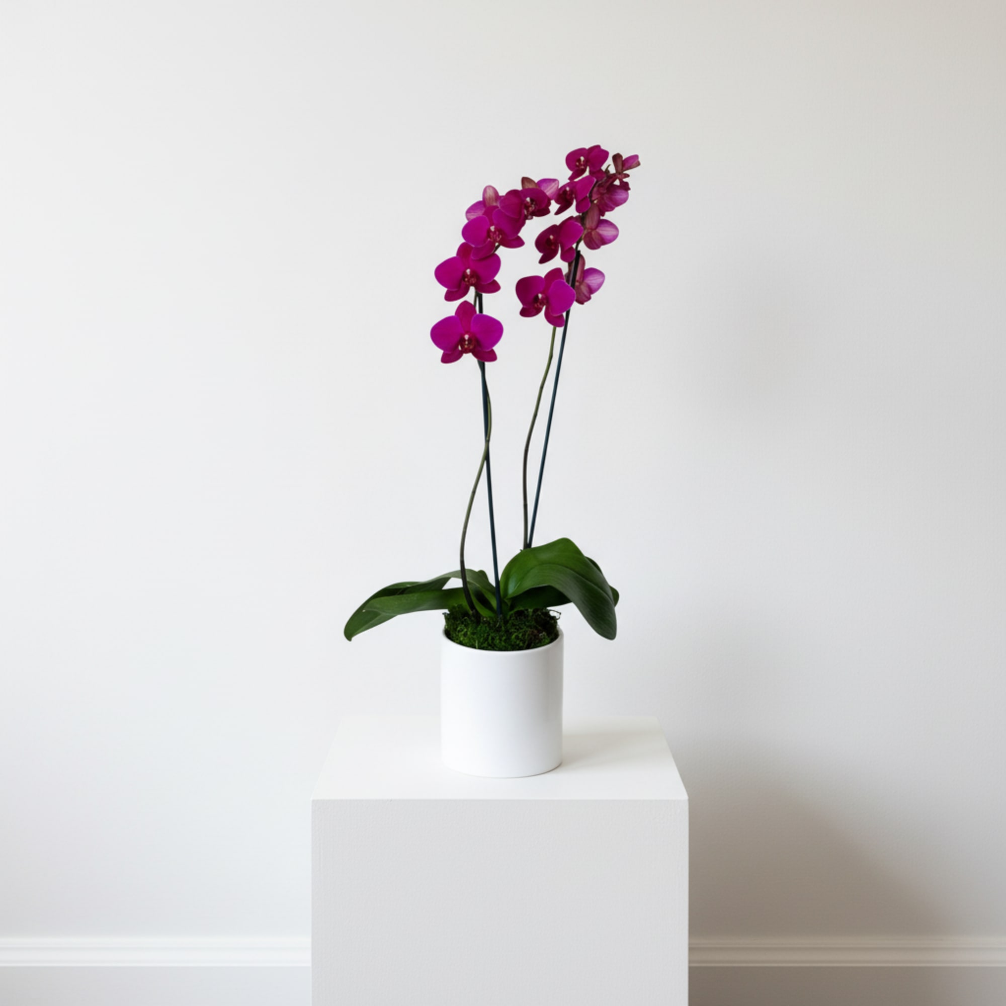 Striking purple Phalaenopsis orchids arch with sculptural grace-an elegant potted orchid plant