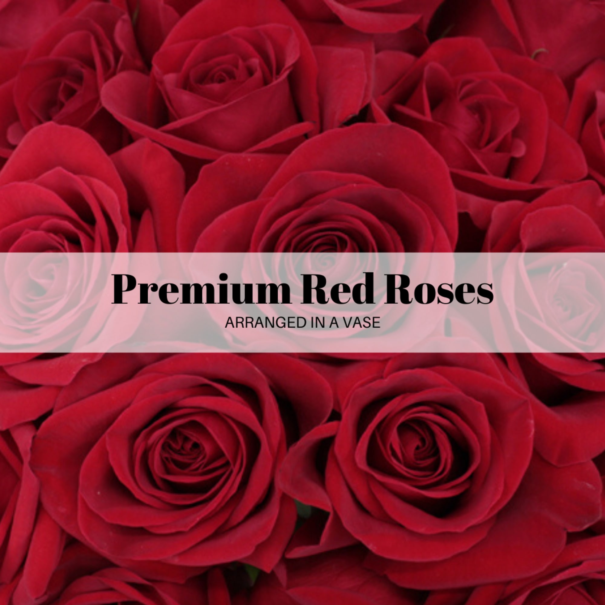 The Freedom/Heart Roses have large, cup-shaped blooms with a velvety texture. The