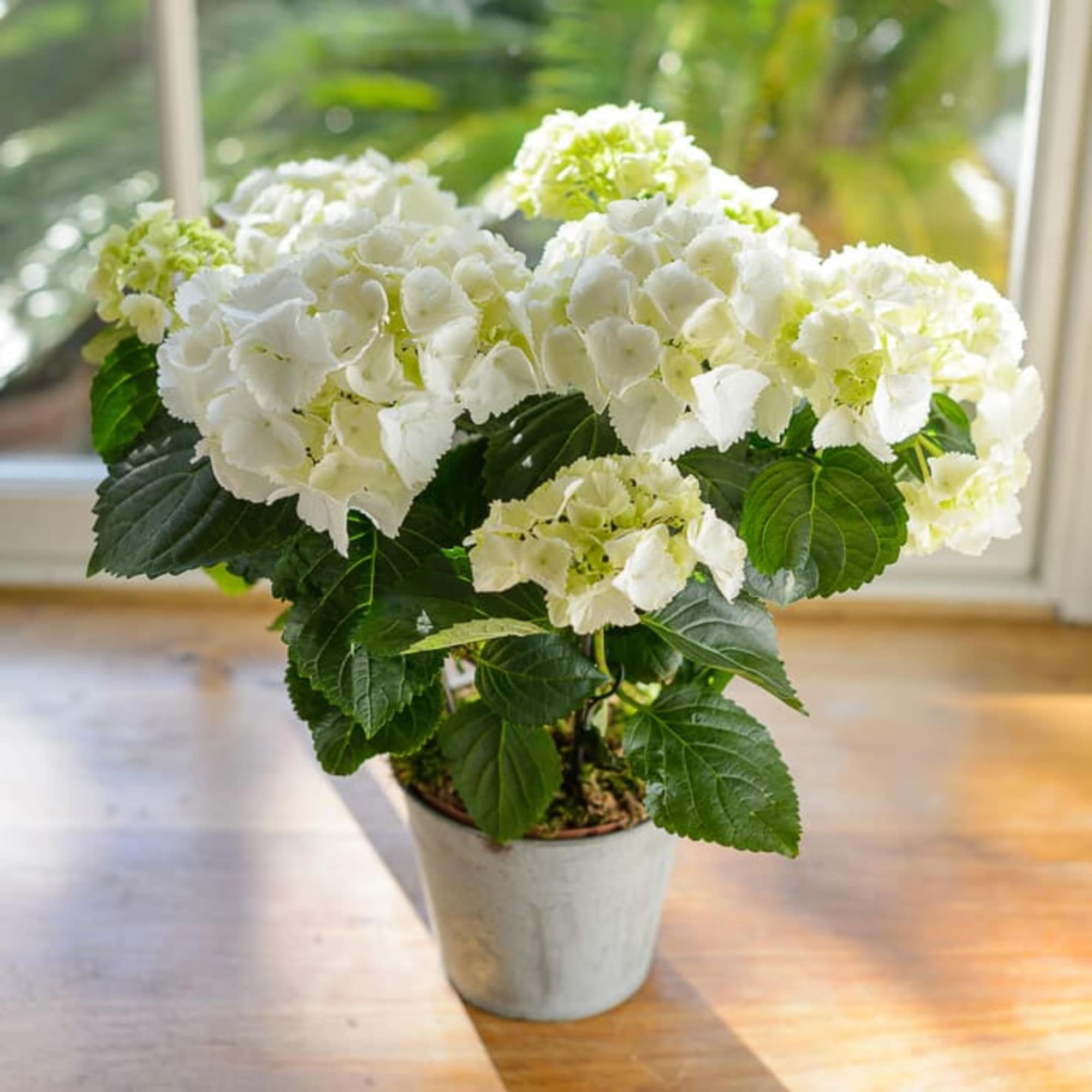 Known for its huge bouquet of clustered flowers, the hydrangea is the