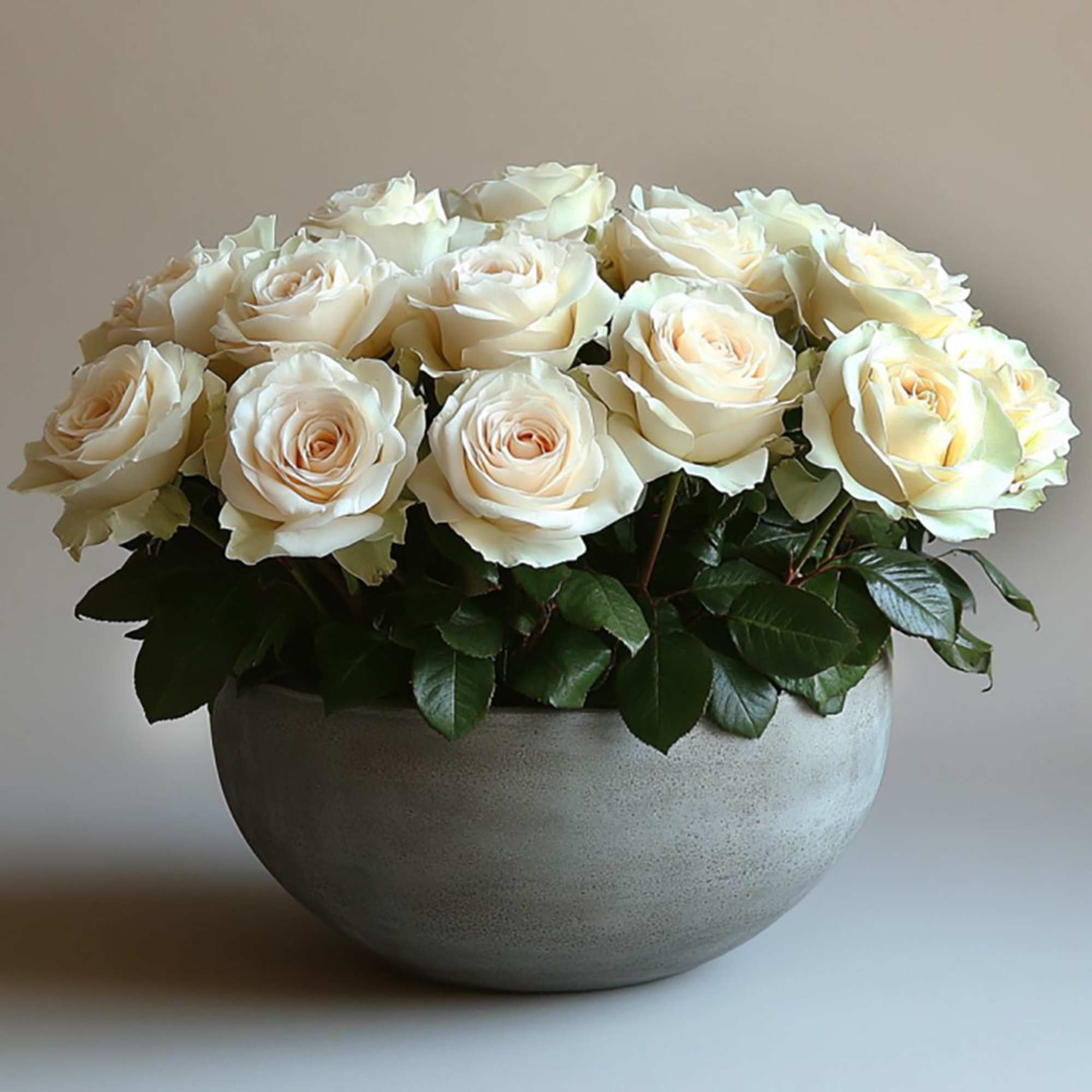 Cloud Petal is a refined arrangement of premium ivory roses designed in