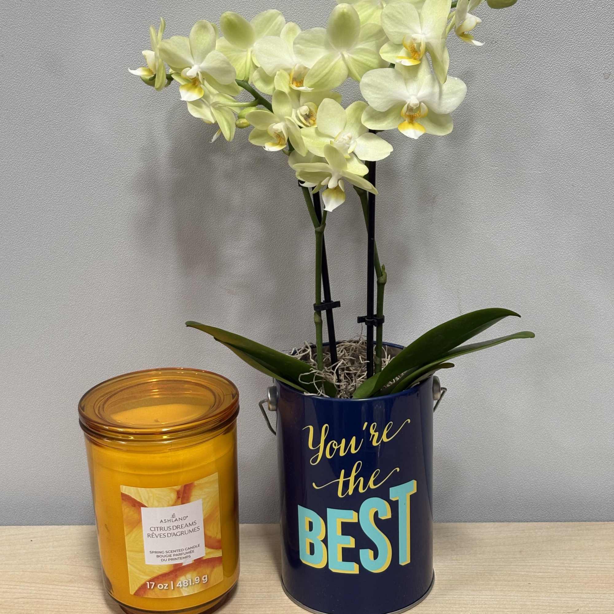 A vibrant yellow Phalaenopsis orchid planted in a tall navy metal pot