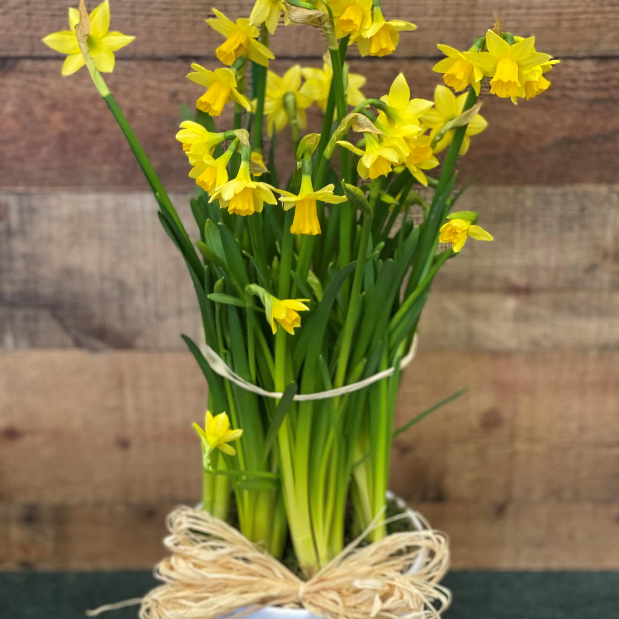 So much sunshine in a tiny package! These Adorable Mini Daffodils, also