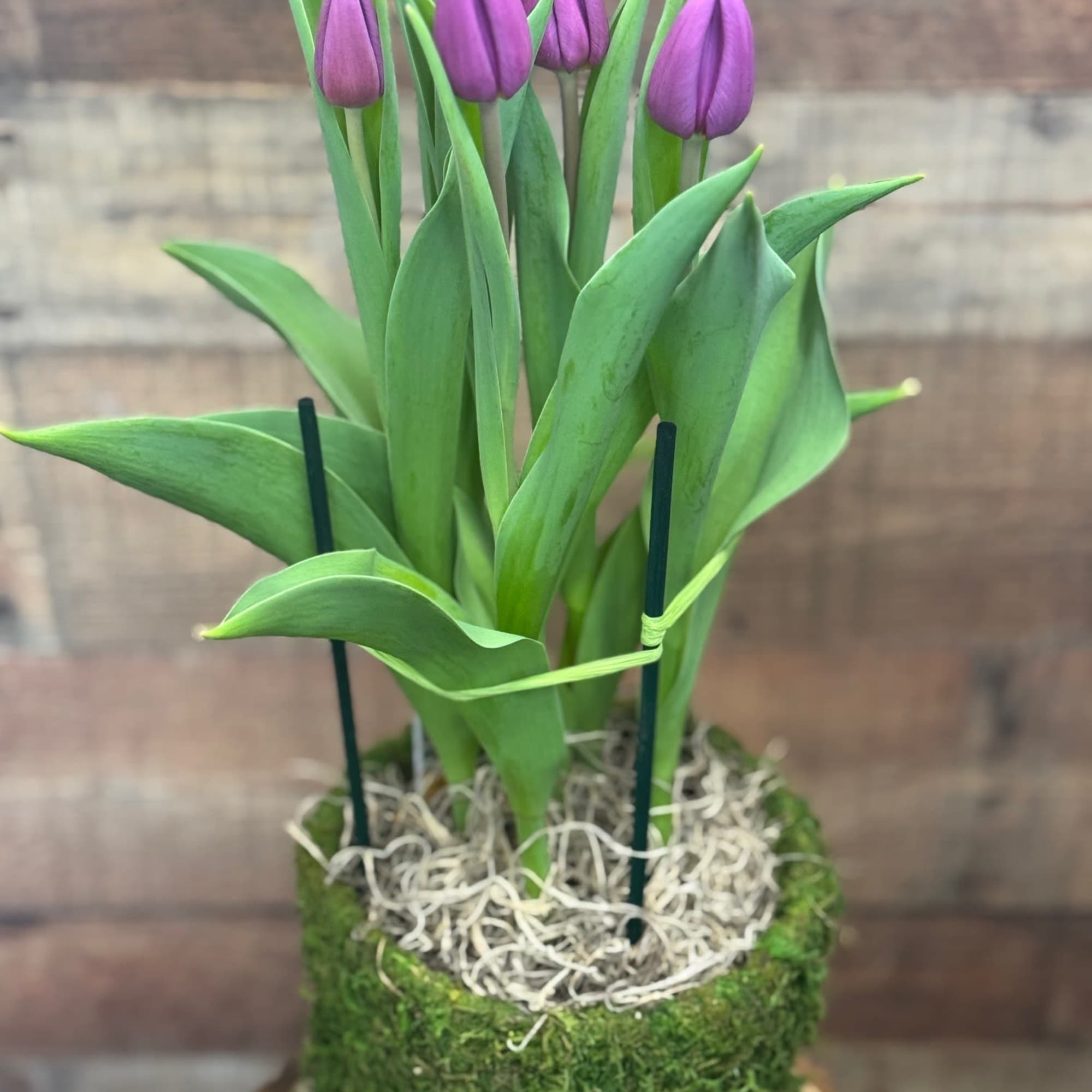 Purple tulips in a moss-covered container