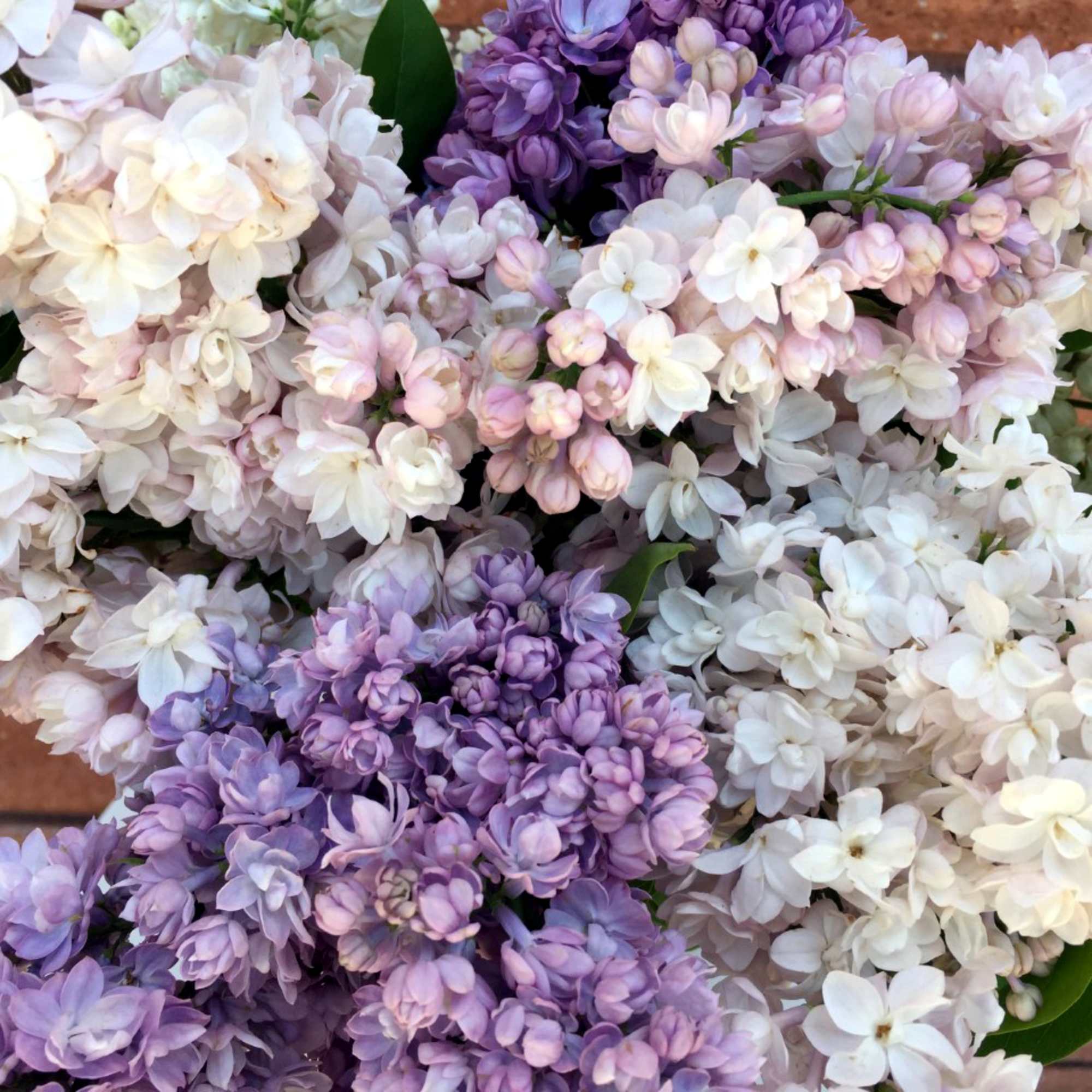 Lilac Sampler Bouquet

Celebrate the beauty of spring with our fragrant Lilac Sampler