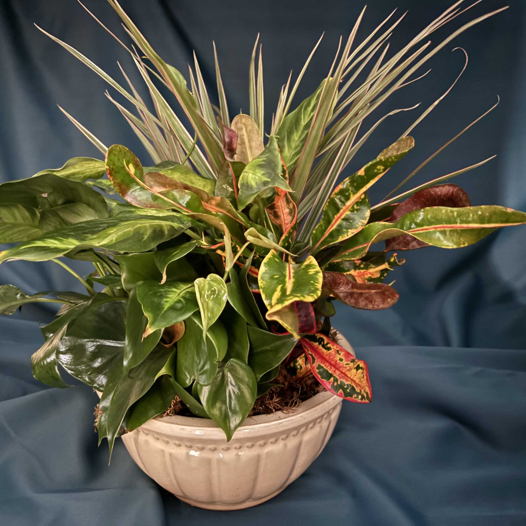 A variety of houseplants varying in texture and color. All gardens are