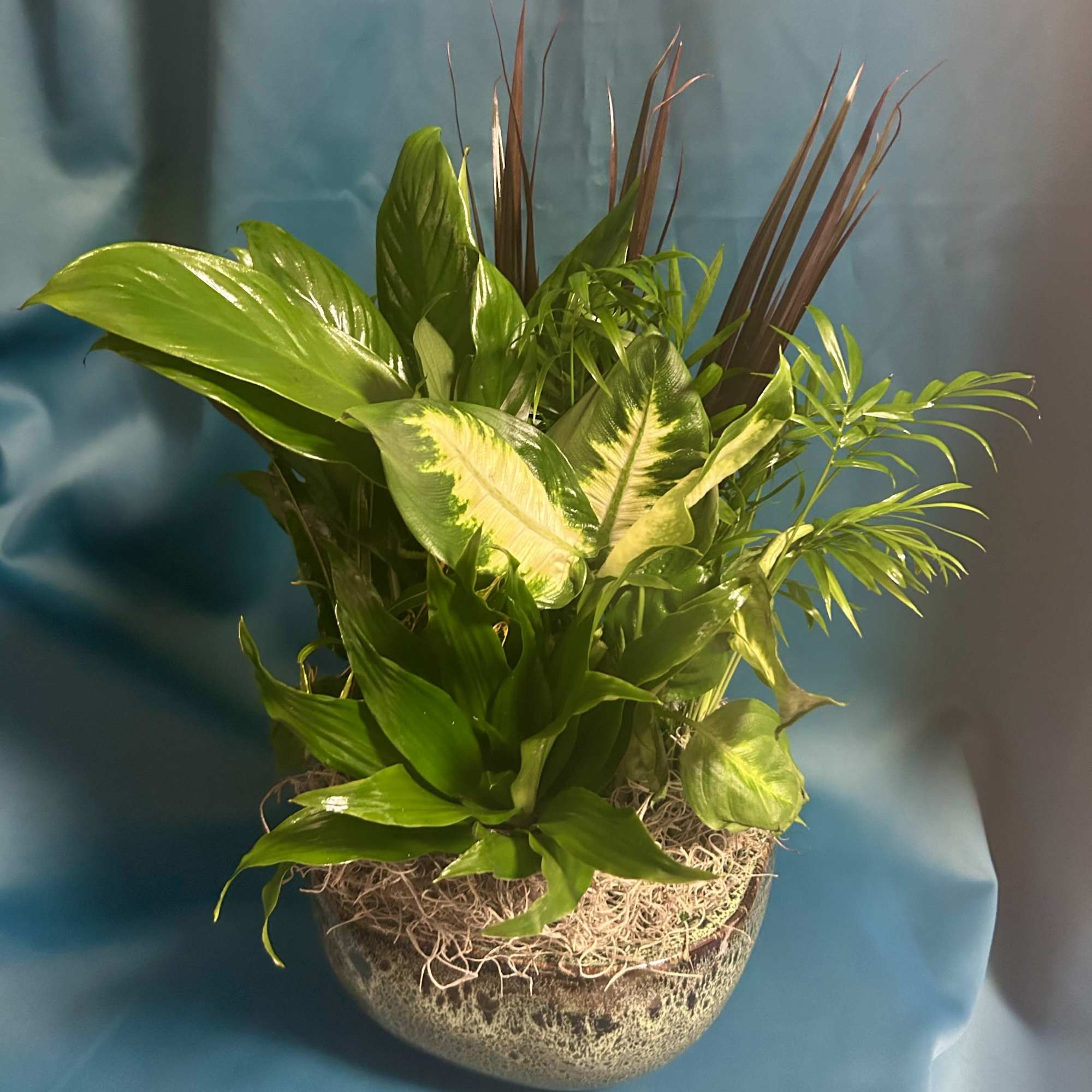 A variety of houseplants varying in texture and color. All gardens are