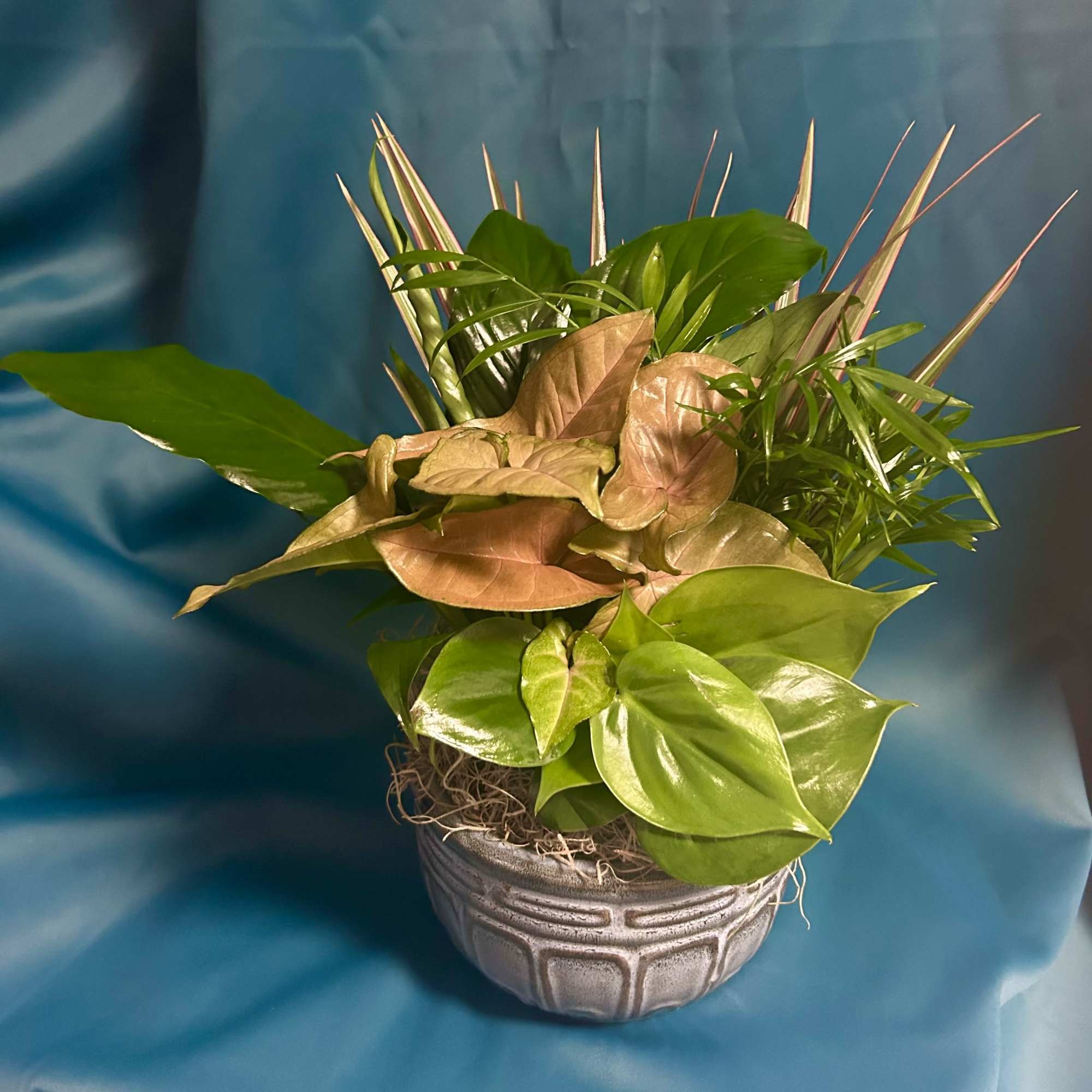 A variety of houseplants varying in texture and color. All gardens are