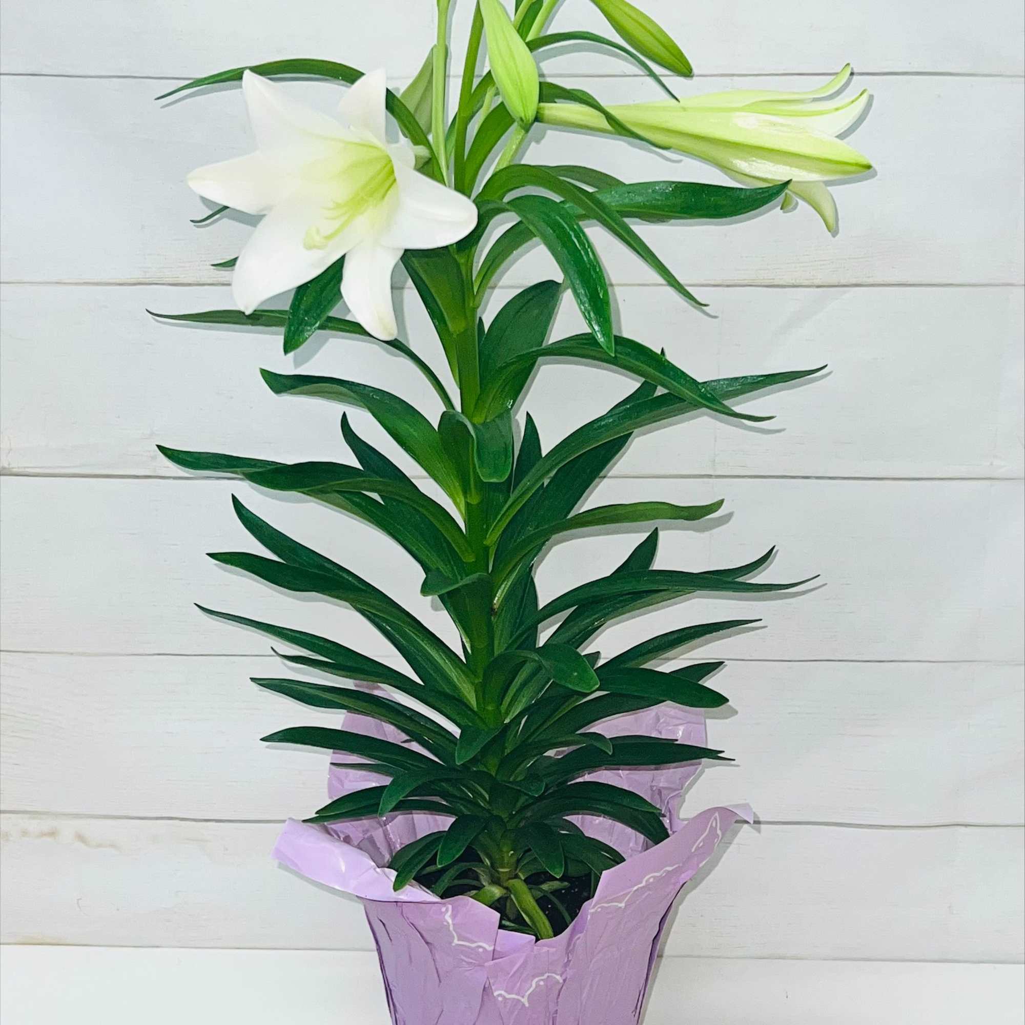 Enjoy the beauty and wonder of Easter Lilies!