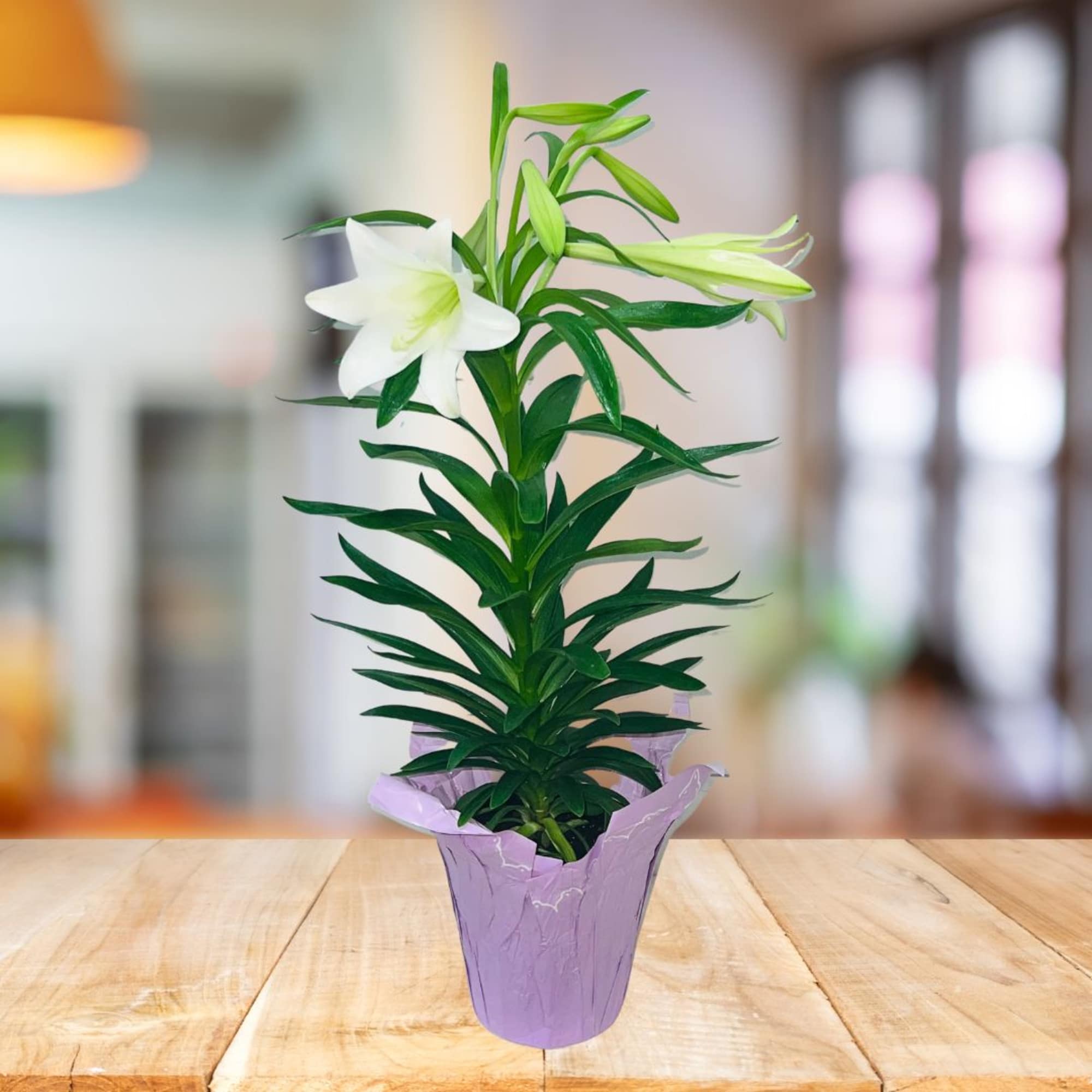 Enjoy the beauty and wonder of Easter Lilies!