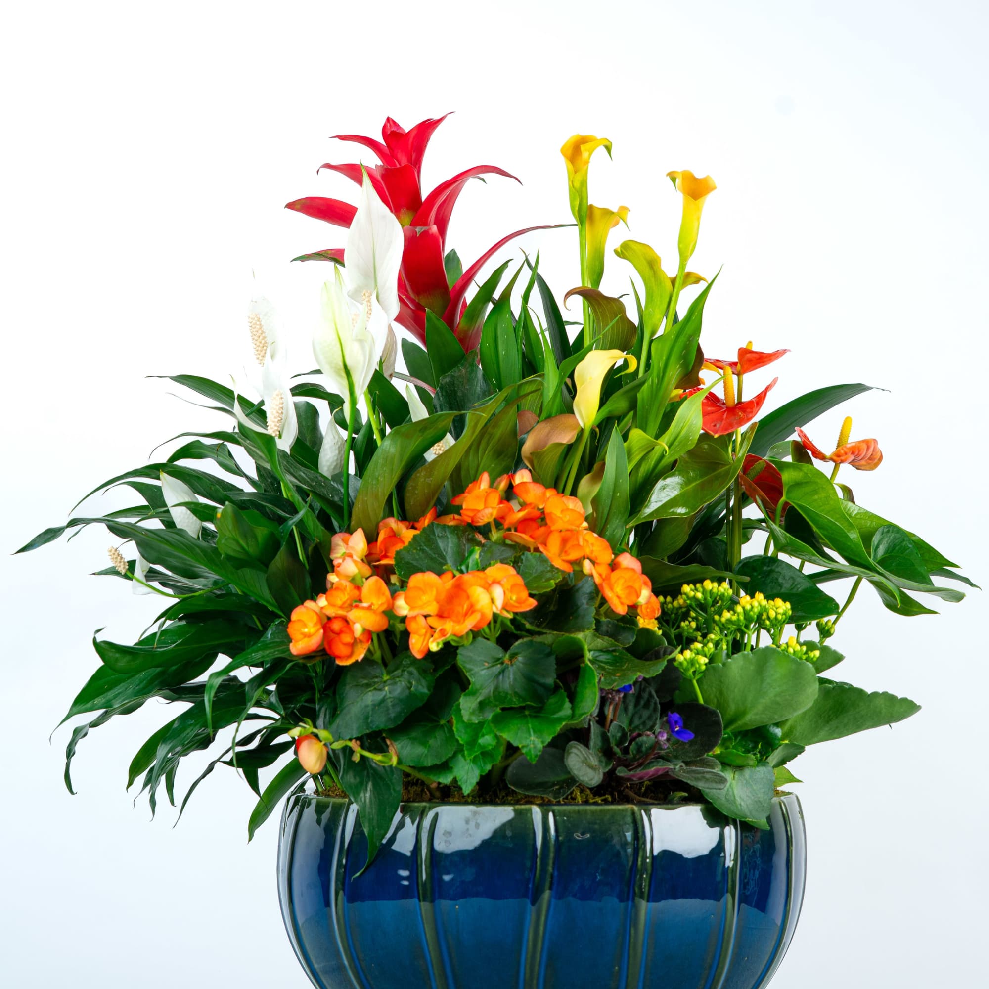 A spectacular best-seller... Our Isaac Dish Garden is overflowing with lush greenery