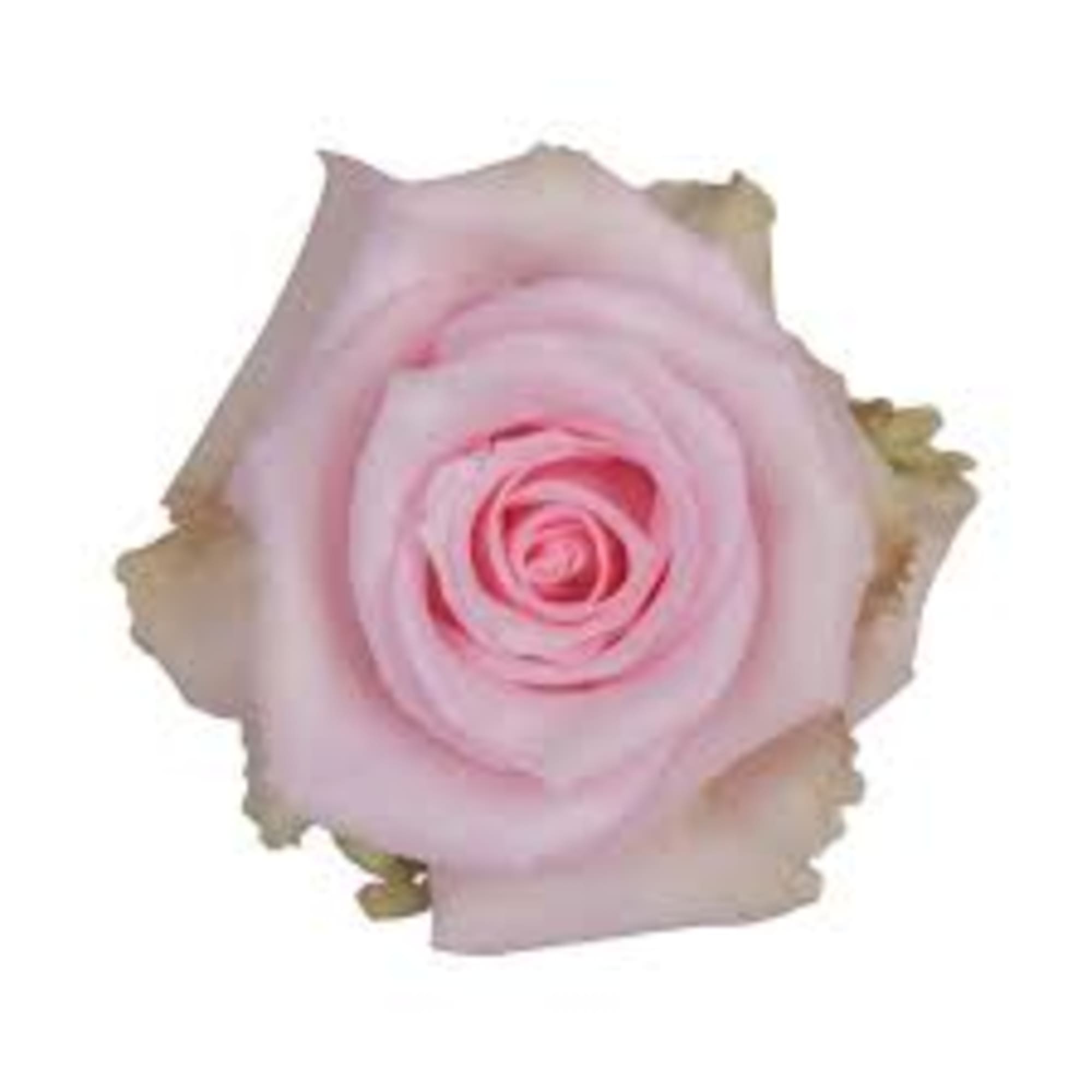 Single pale pink rose bloom on a white background