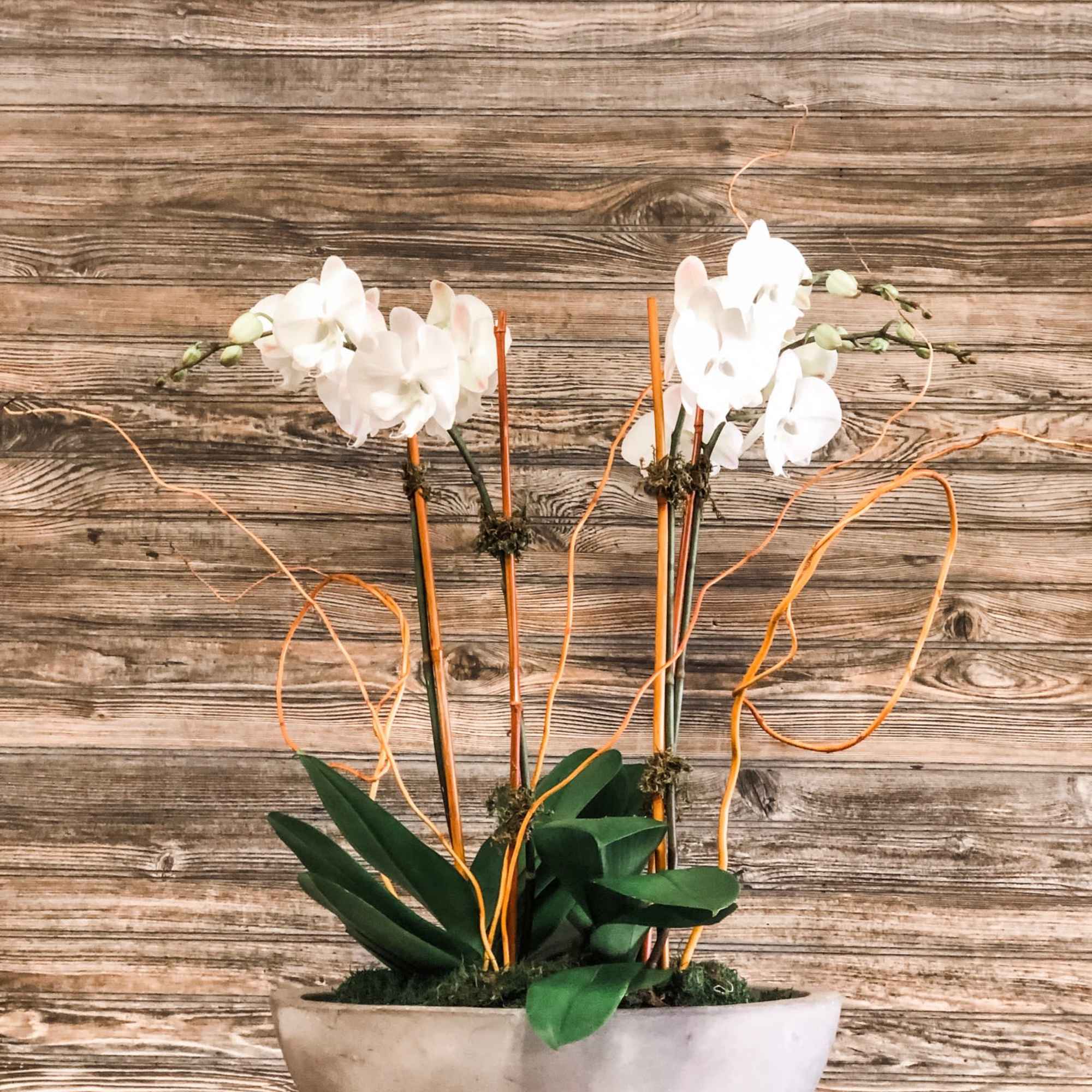 2- double stemmed Phalaenopsis orchids in a Cement Oval Bowl accented with