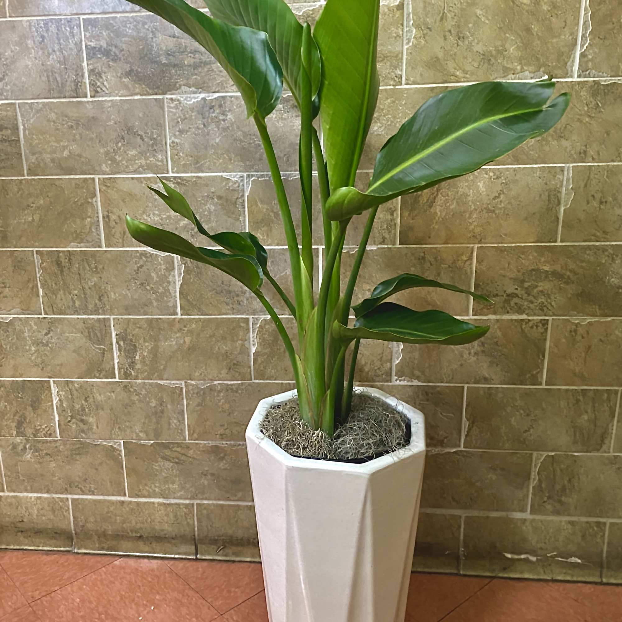 A beautiful indoor plant. Blooms flowers soon! Makes a great gift for