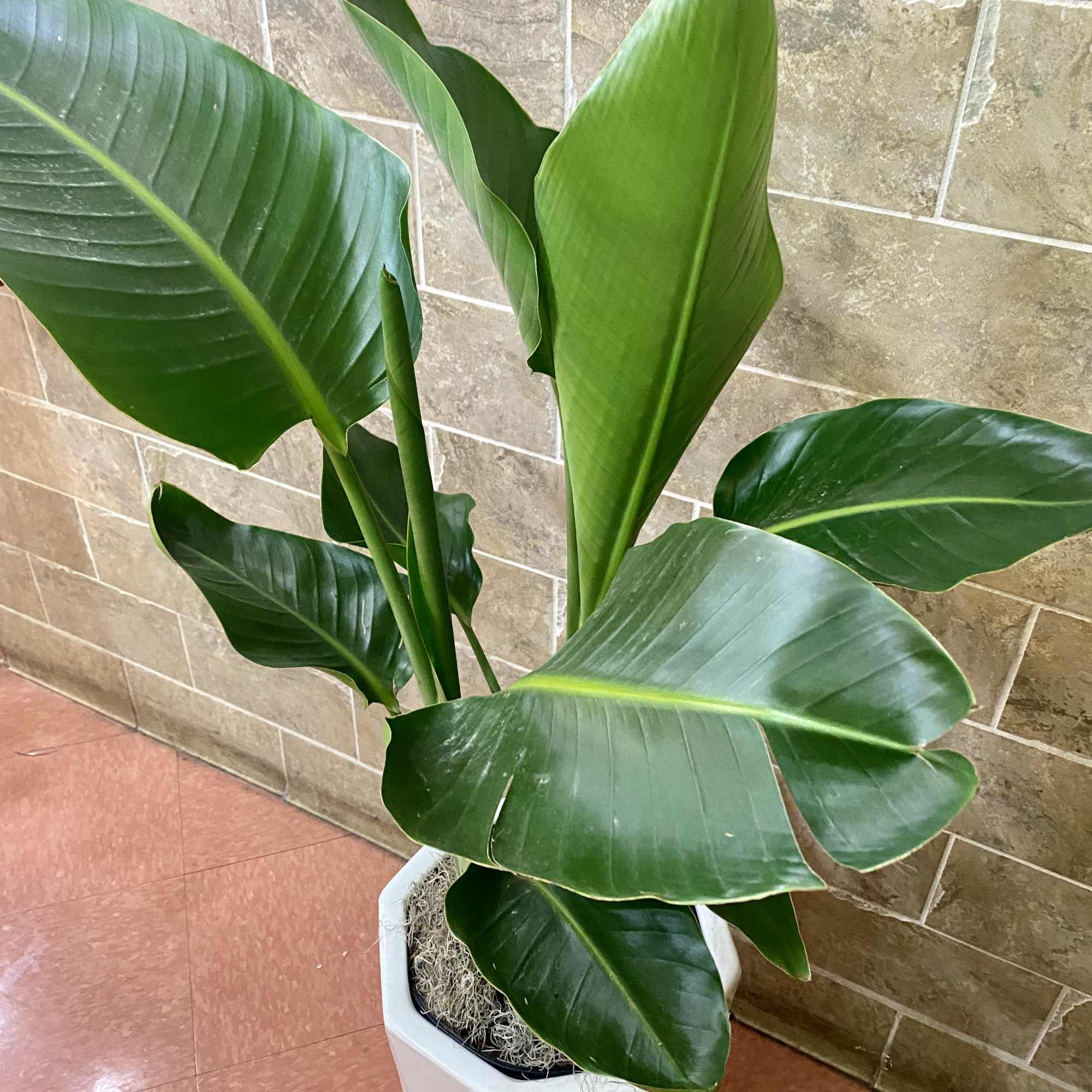 A beautiful indoor plant. Blooms flowers soon! Makes a great gift for