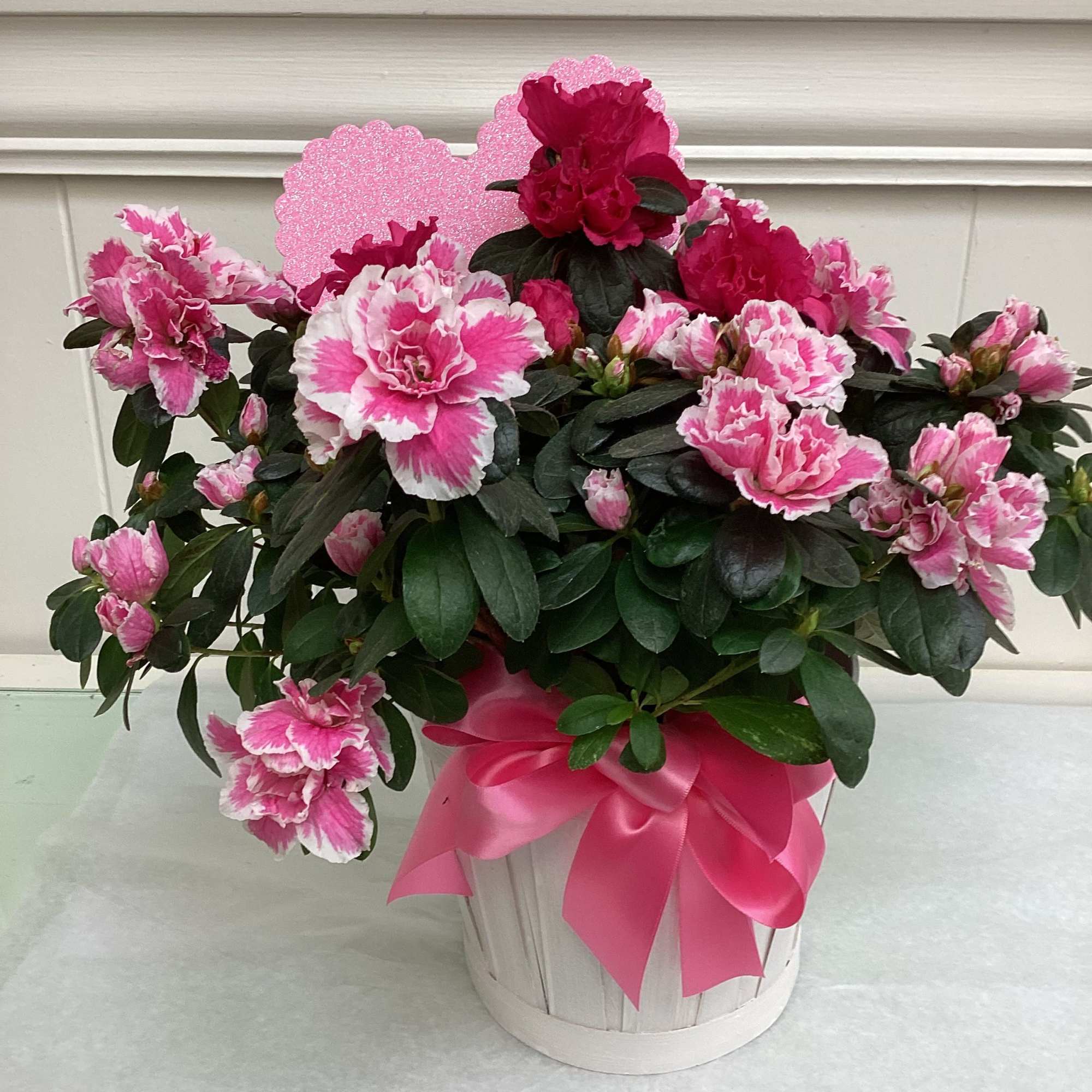 Beautiful blooming azalea plant in light-colored basket.  Most are shades of