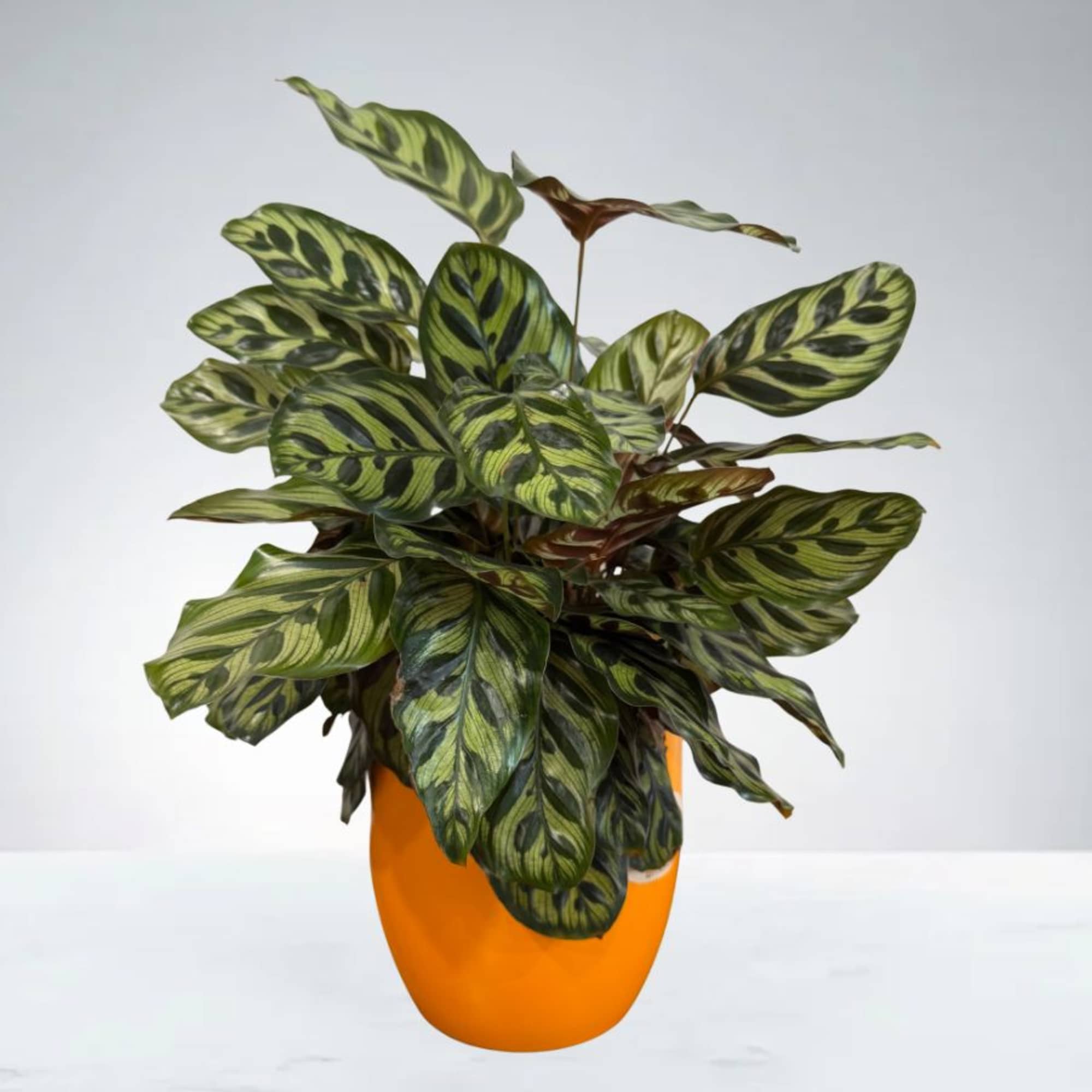 bauhaus elefantenfuß Beaucarnea Recurvata Elefantenfuß 120 cm – Zimmerpflanze main image 1