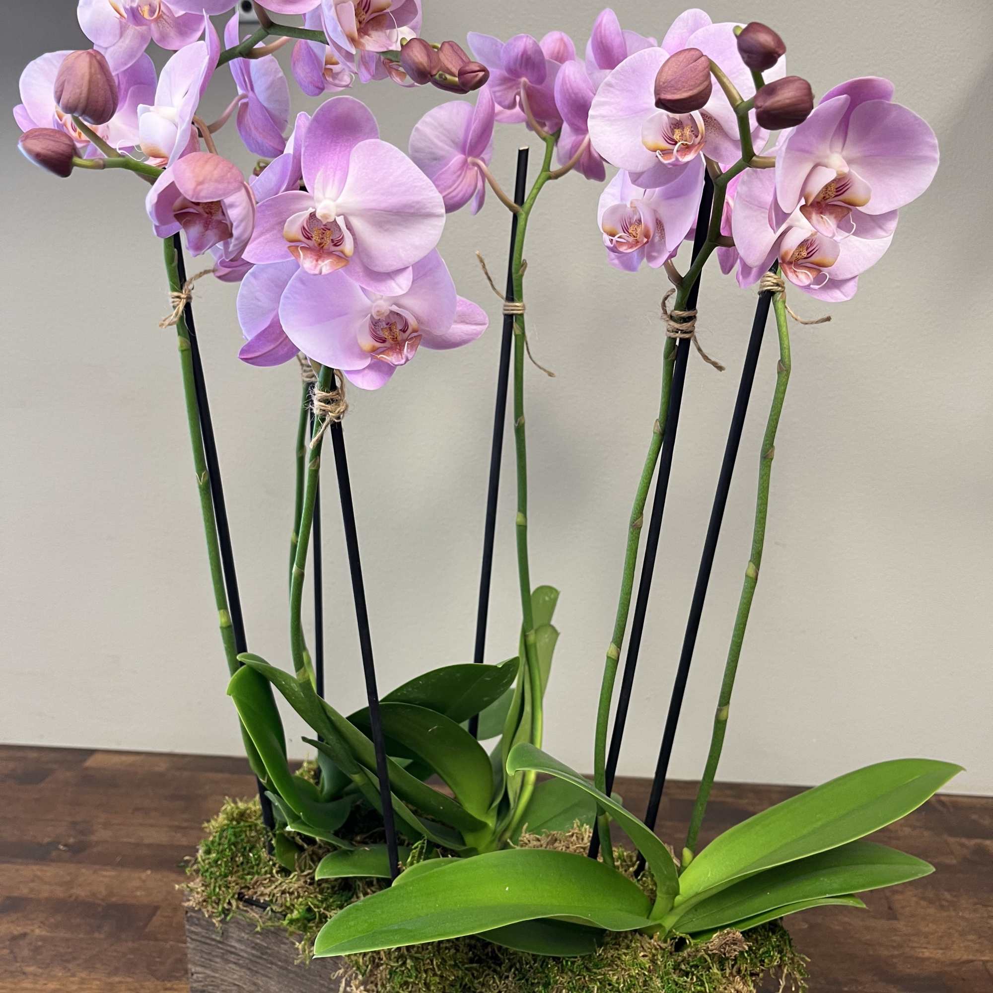 A stunning collection of orchids, in a complimenting color array.  The