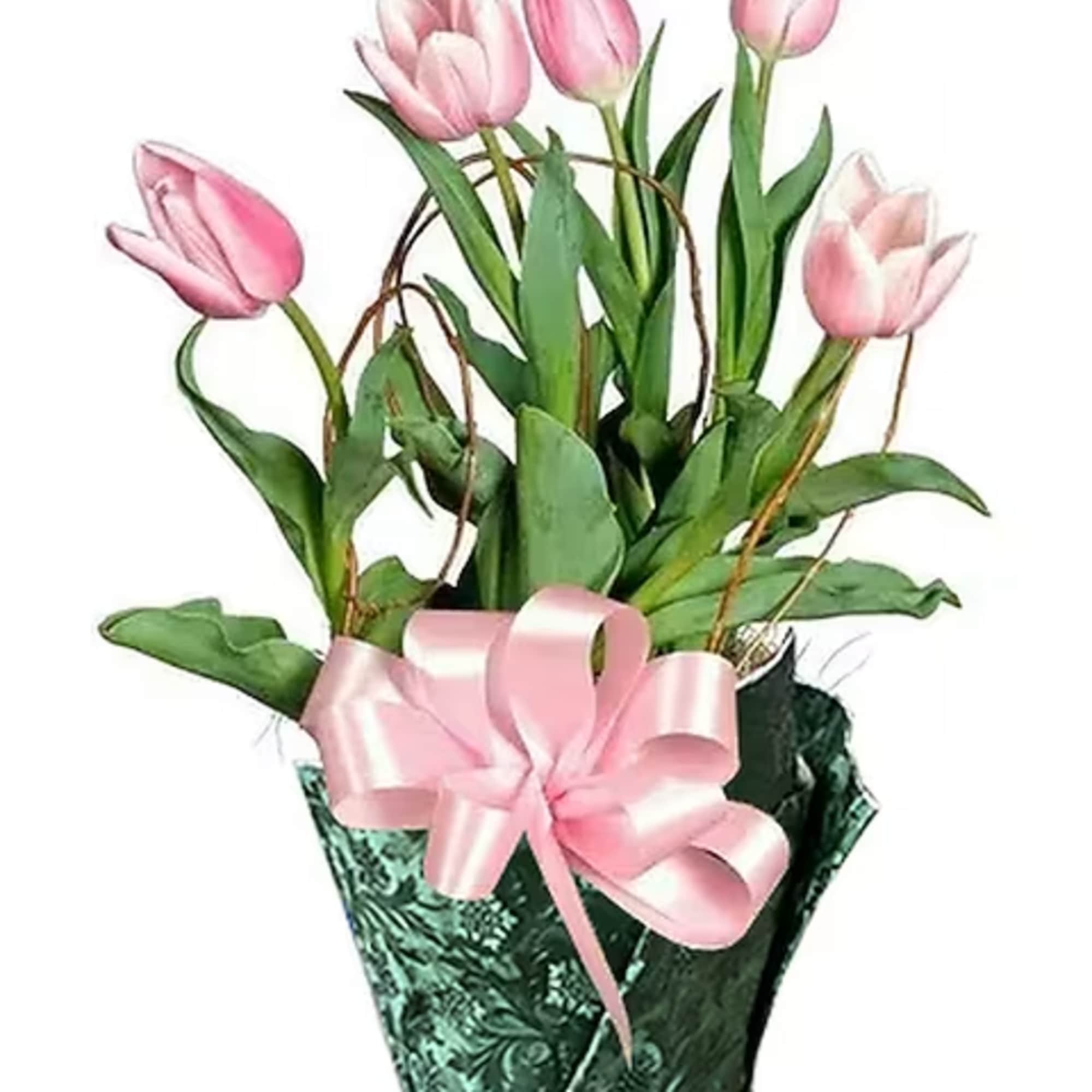 Planted tulips for a spring garden any time, anywhere! Tulip plants are