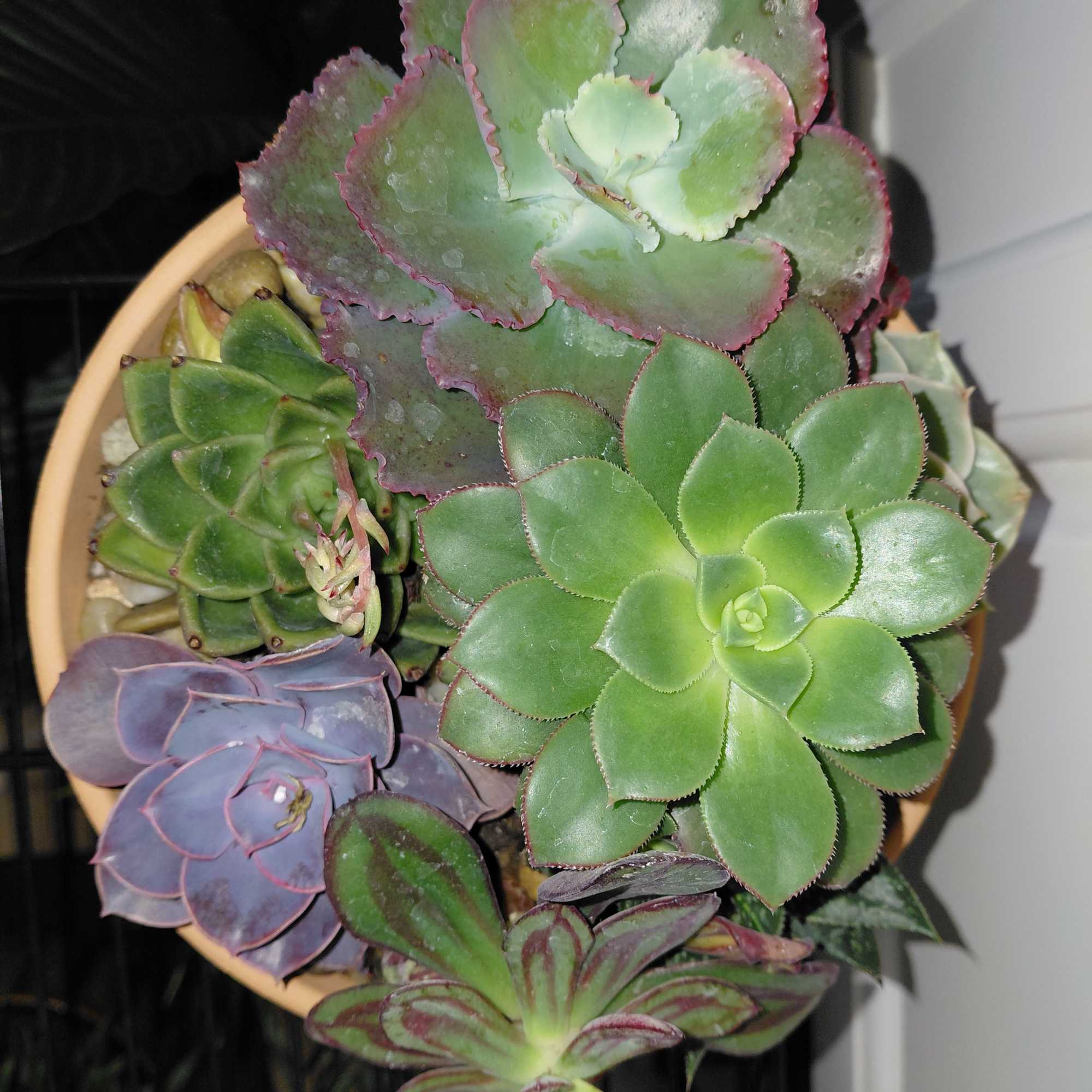 A succulent dish garden is a miniature garden created by arranging various