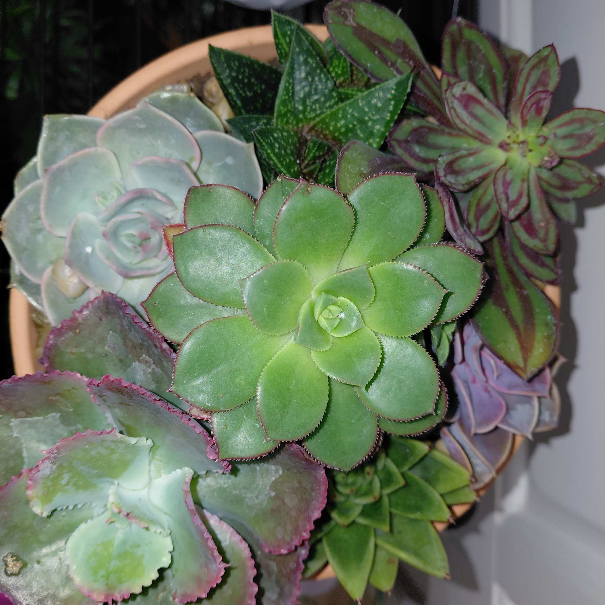 A succulent dish garden is a miniature garden created by arranging various