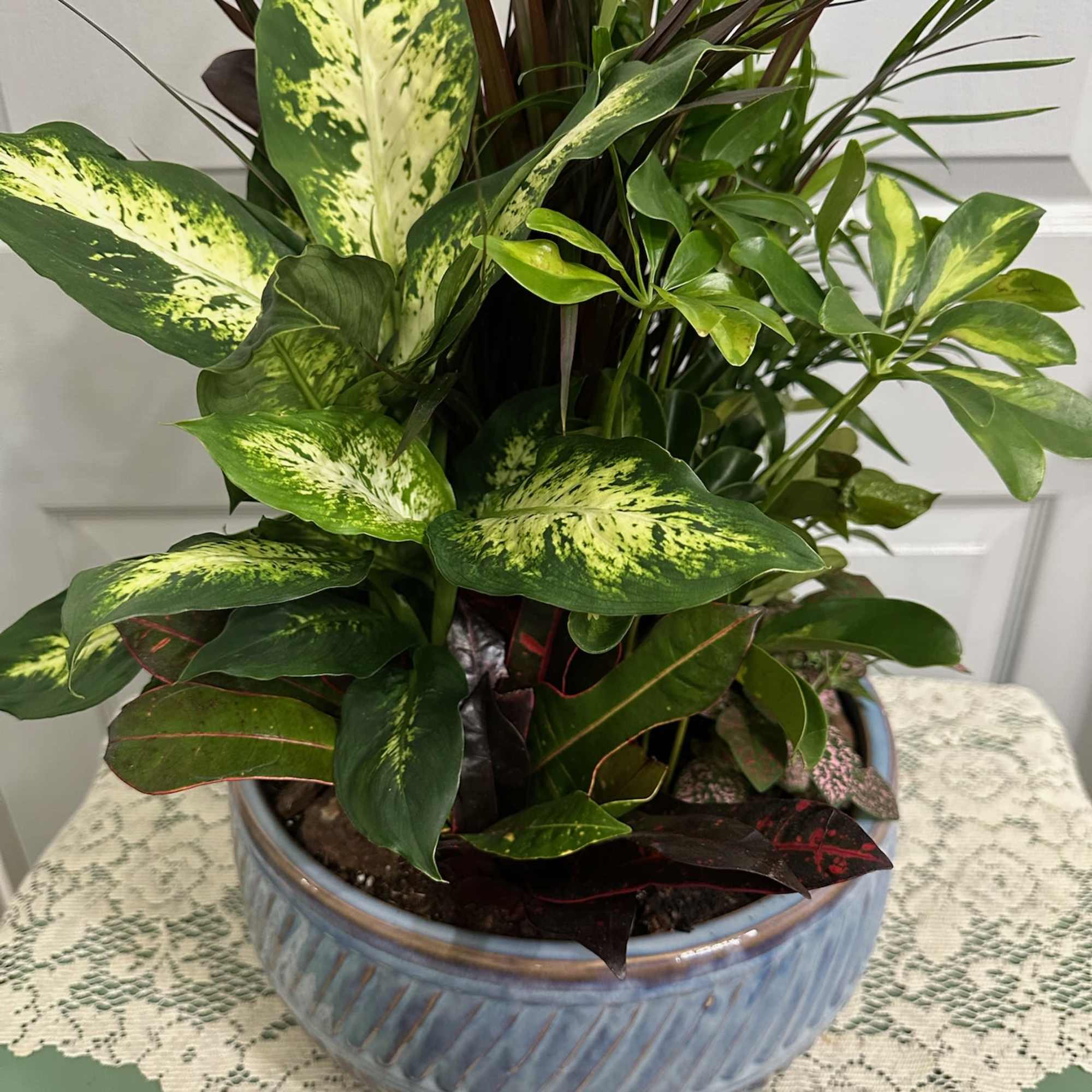 A dish garden is a miniature garden planted in a shallow container