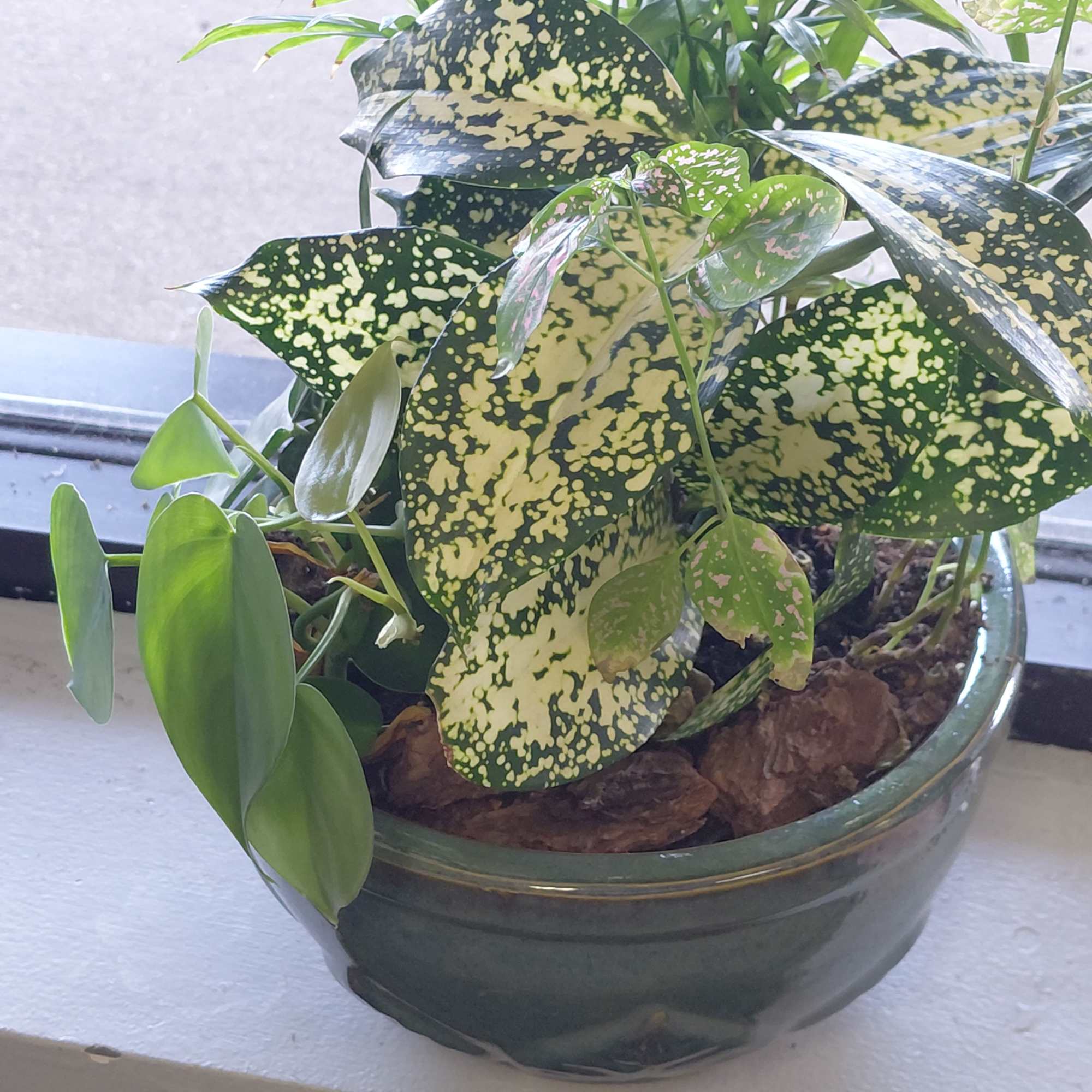 A dish garden is a miniature garden planted in a shallow container